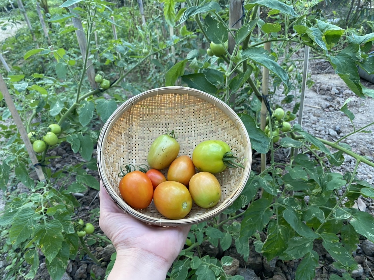 Khu vuon cua chang trai liet hai chan anh 9