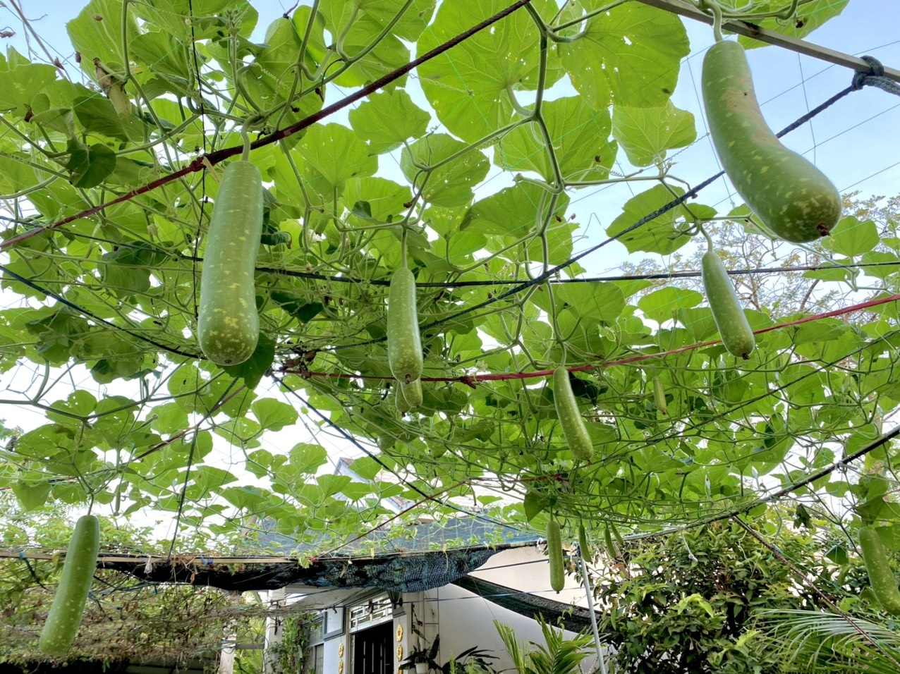 Khu vuon cua chang trai liet hai chan anh 10