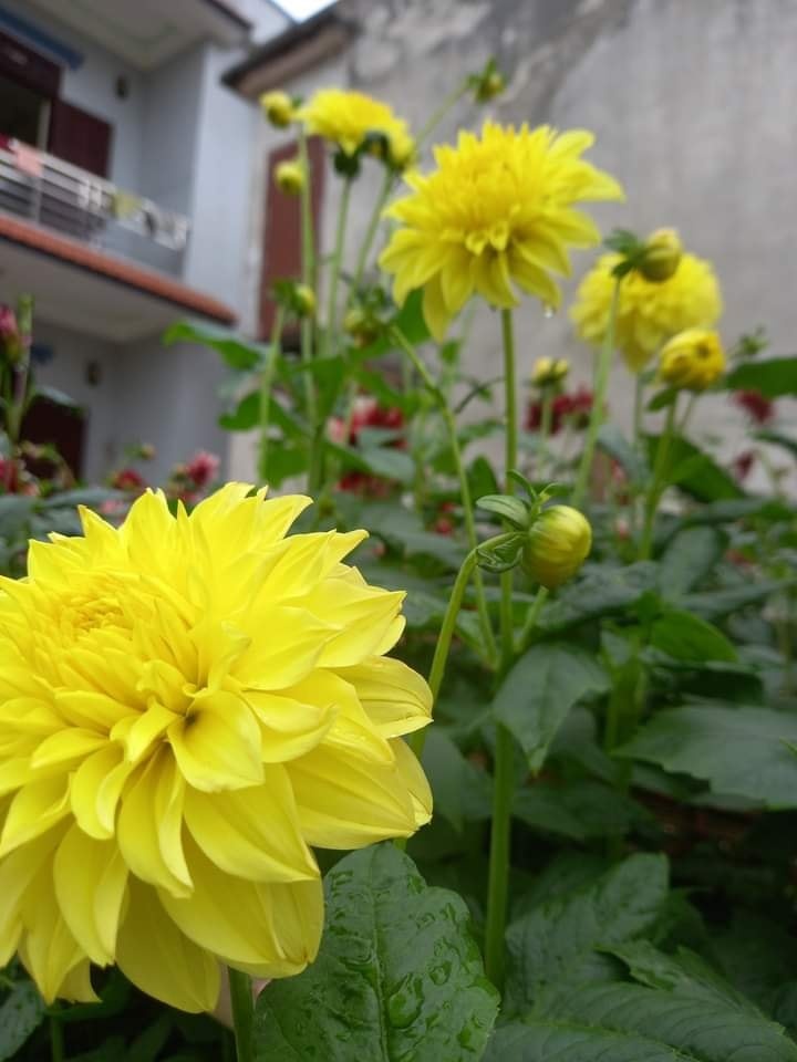 Lam vuon san thuong khi nghi dich anh 5