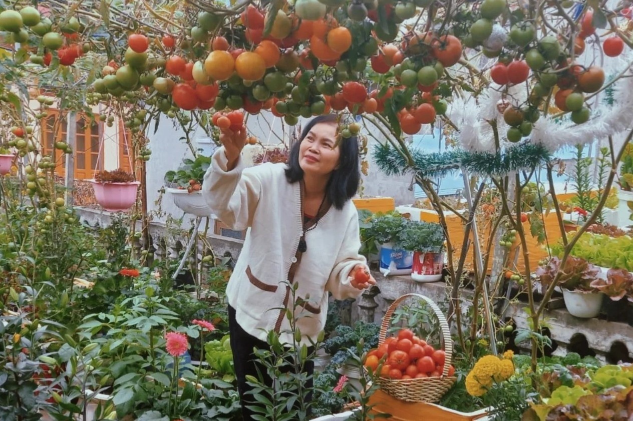 Vuon san thuong ngap rau trai, khong ton nhieu tien dau tu o Hai Phong hinh anh