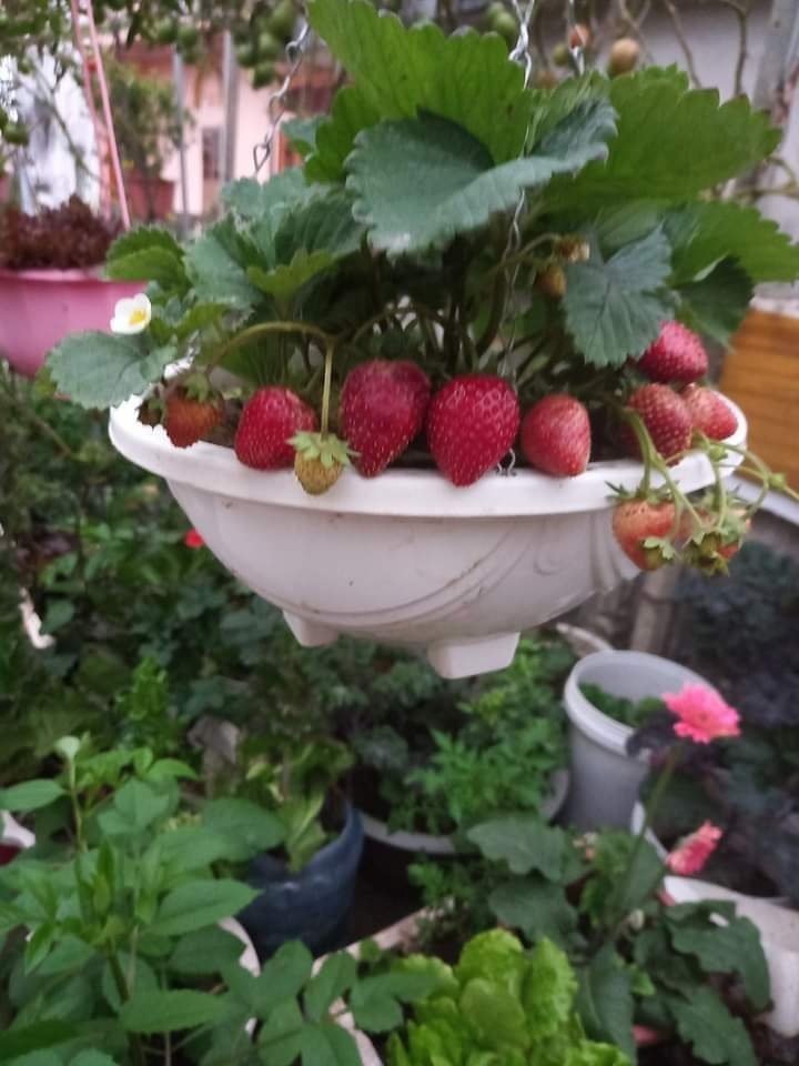 Lam vuon san thuong khi nghi dich anh 4