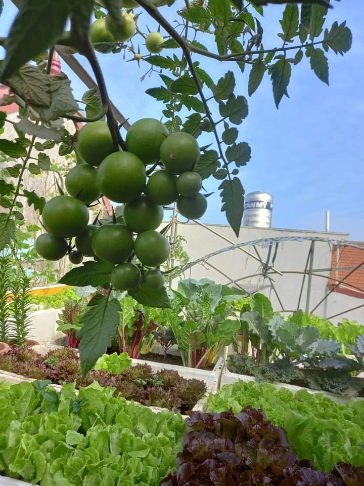 Lam vuon san thuong khi nghi dich anh 3