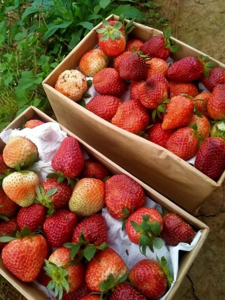 Rời quê lên Đà Lạt mở trang trại trồng dâu tây sạch ảnh 4 Roi que len Da Lat mo trang trai trong dau tay sach anh 4