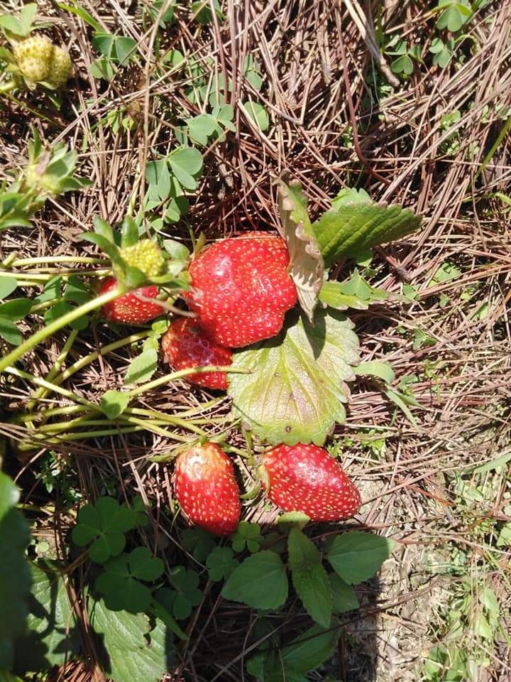 Rời quê lên Đà Lạt mở trang trại trồng dâu tây sạch ảnh 3 Roi que len Da Lat mo trang trai trong dau tay sach anh 3