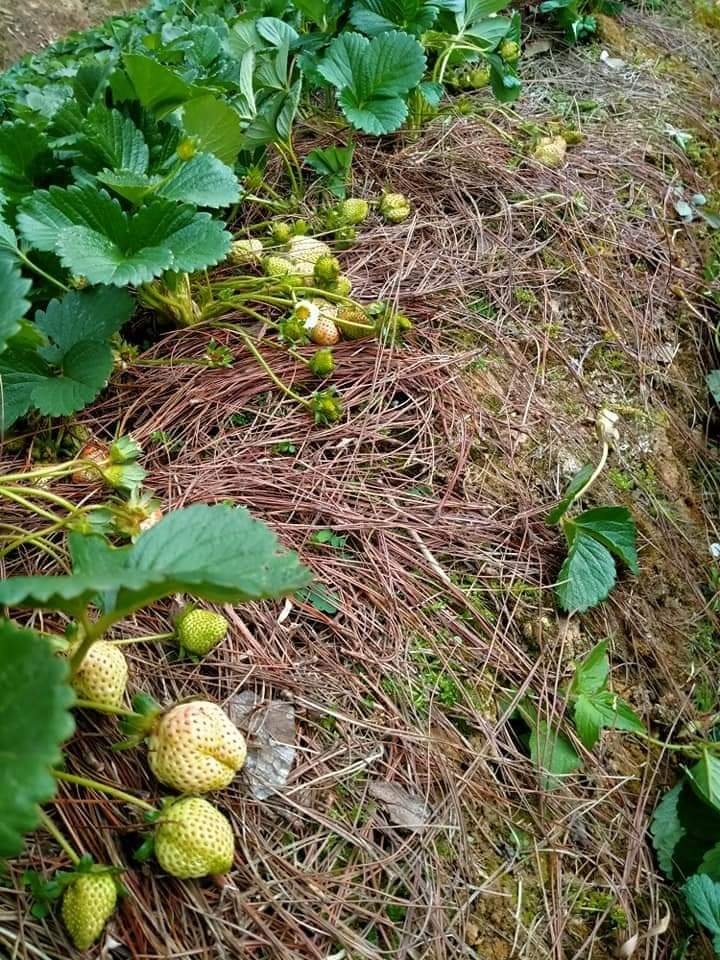 Rời quê lên Đà Lạt mở trang trại trồng dâu tây sạch ảnh 2 Roi que len Da Lat mo trang trai trong dau tay sach anh 2