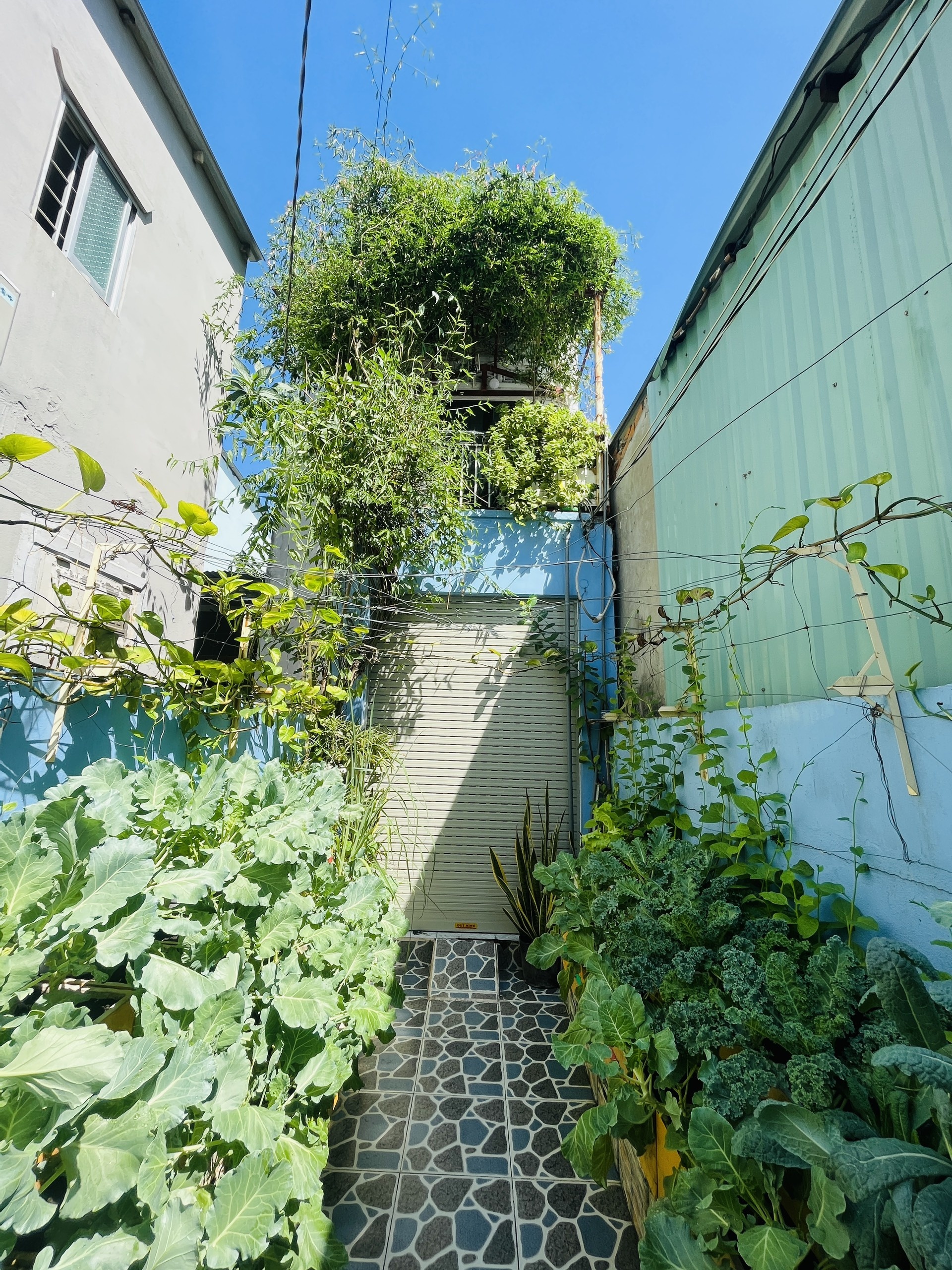 Trong rau trong vuon 4 m2 o TP.HCM anh 4