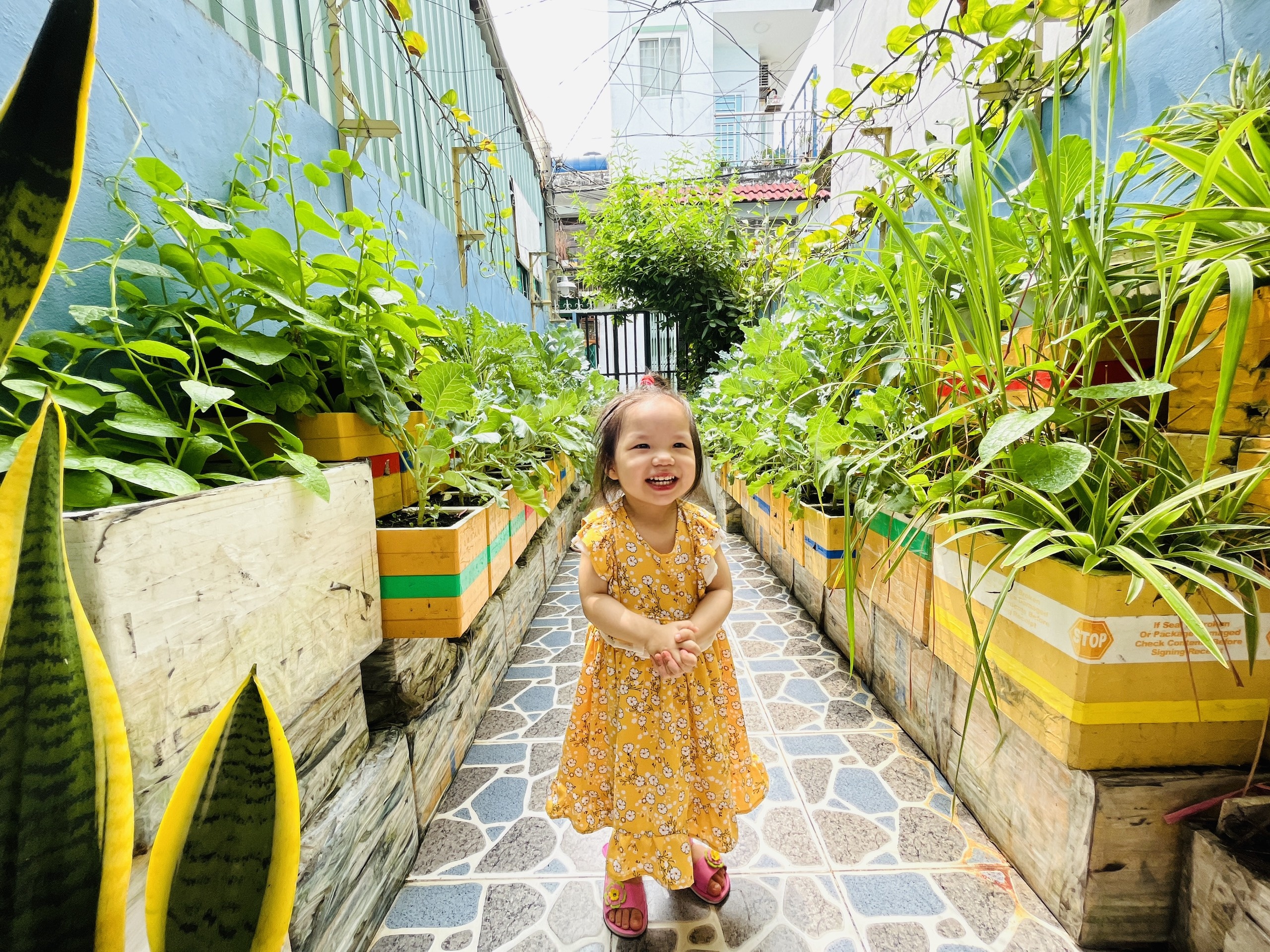 Trong rau trong vuon 4 m2 o TP.HCM anh 2