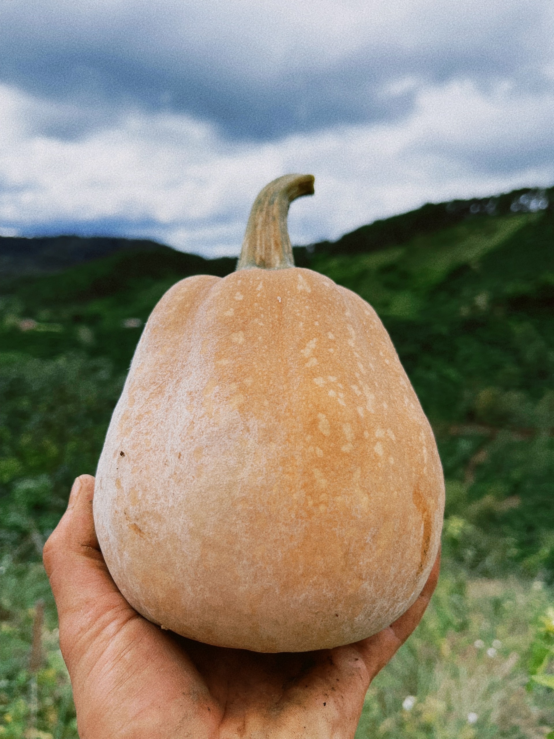 Bo pho ve que lam nong dan trong dich anh 4