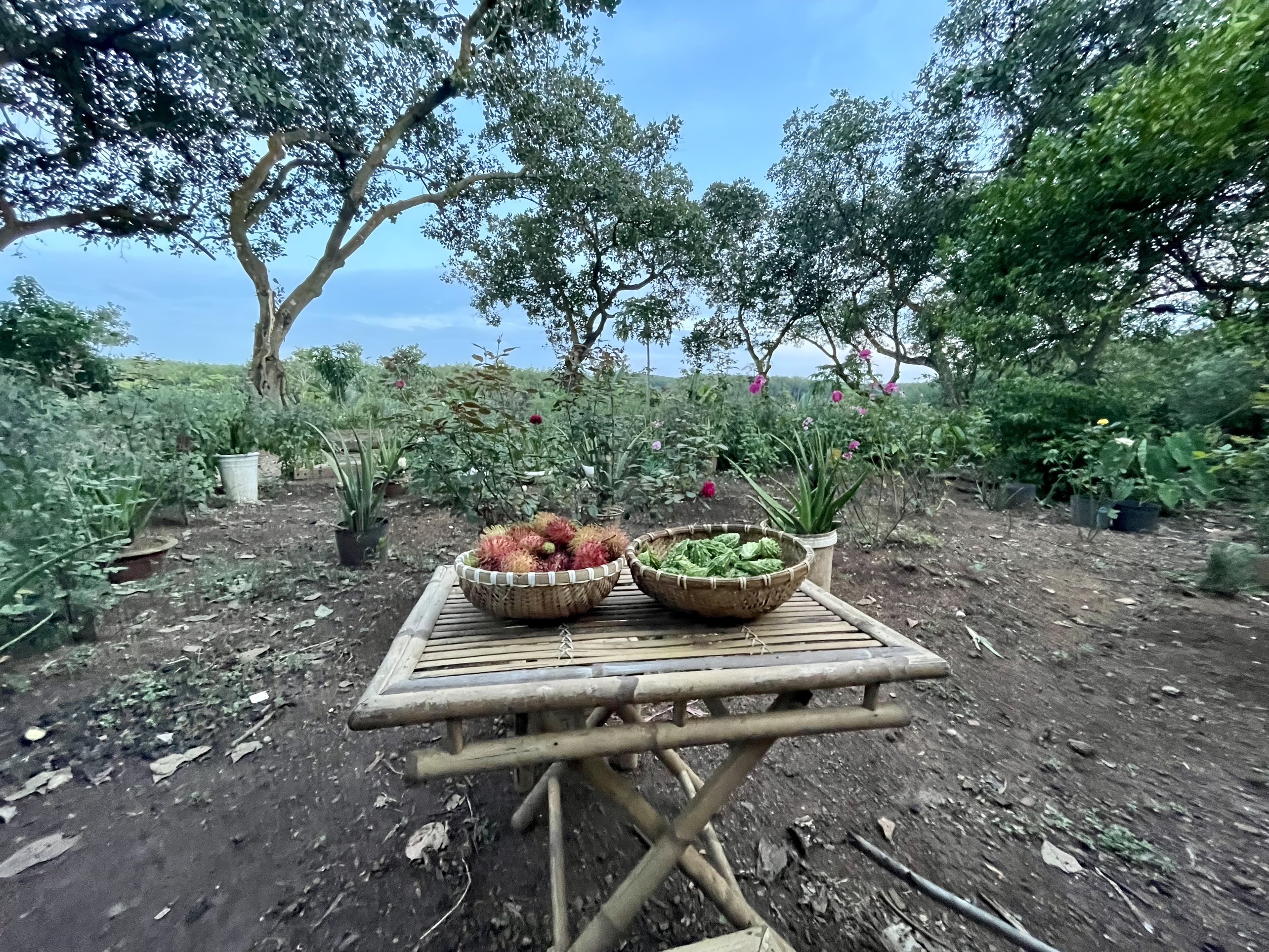 Vợ rủ chồng rời TP.HCM về quê sống ảnh 4 Vo ru chong roi TP.HCM ve que song anh 4