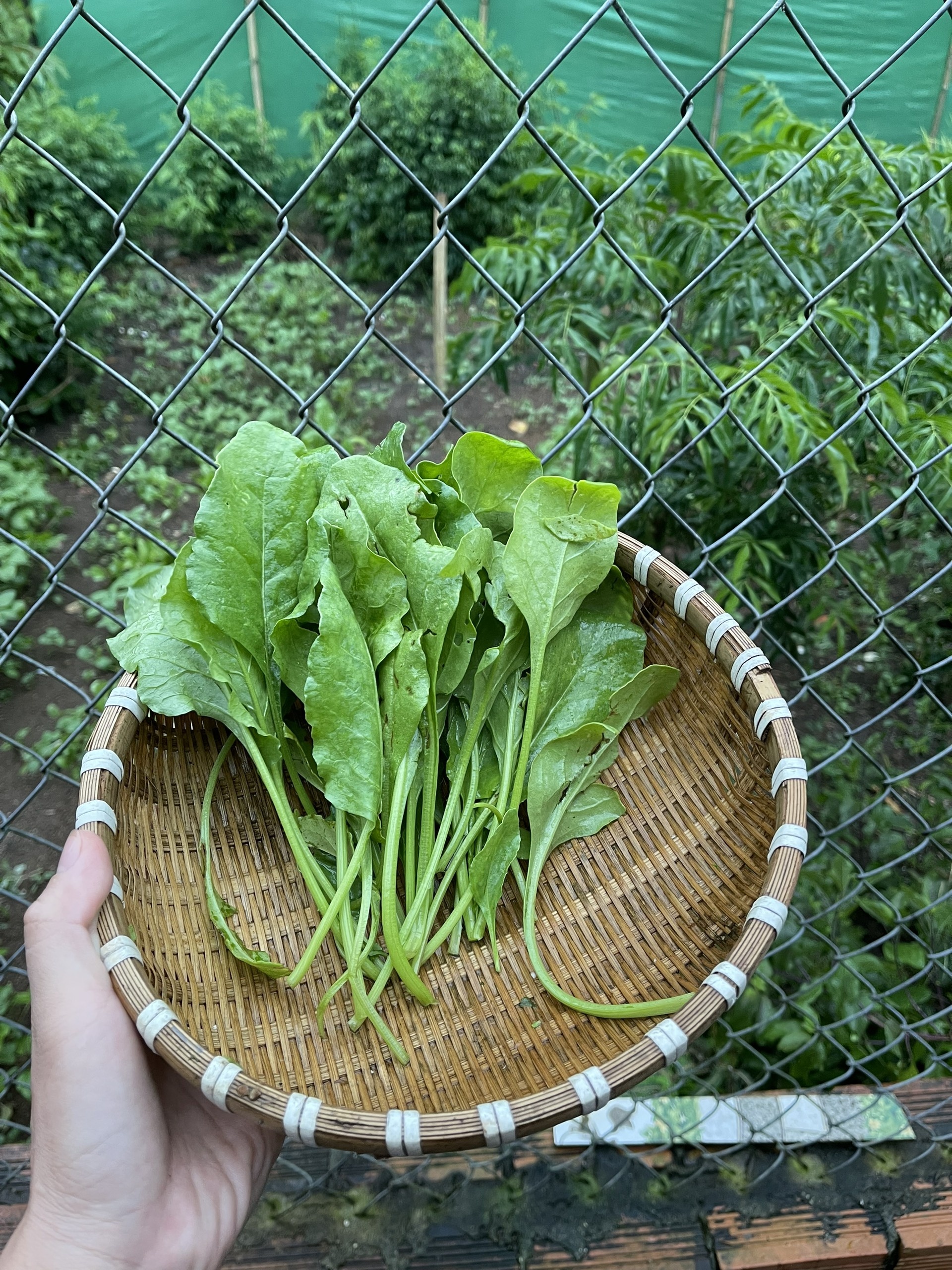 Vợ rủ chồng rời TP.HCM về quê sống ảnh 7 Vo ru chong roi TP.HCM ve que song anh 7