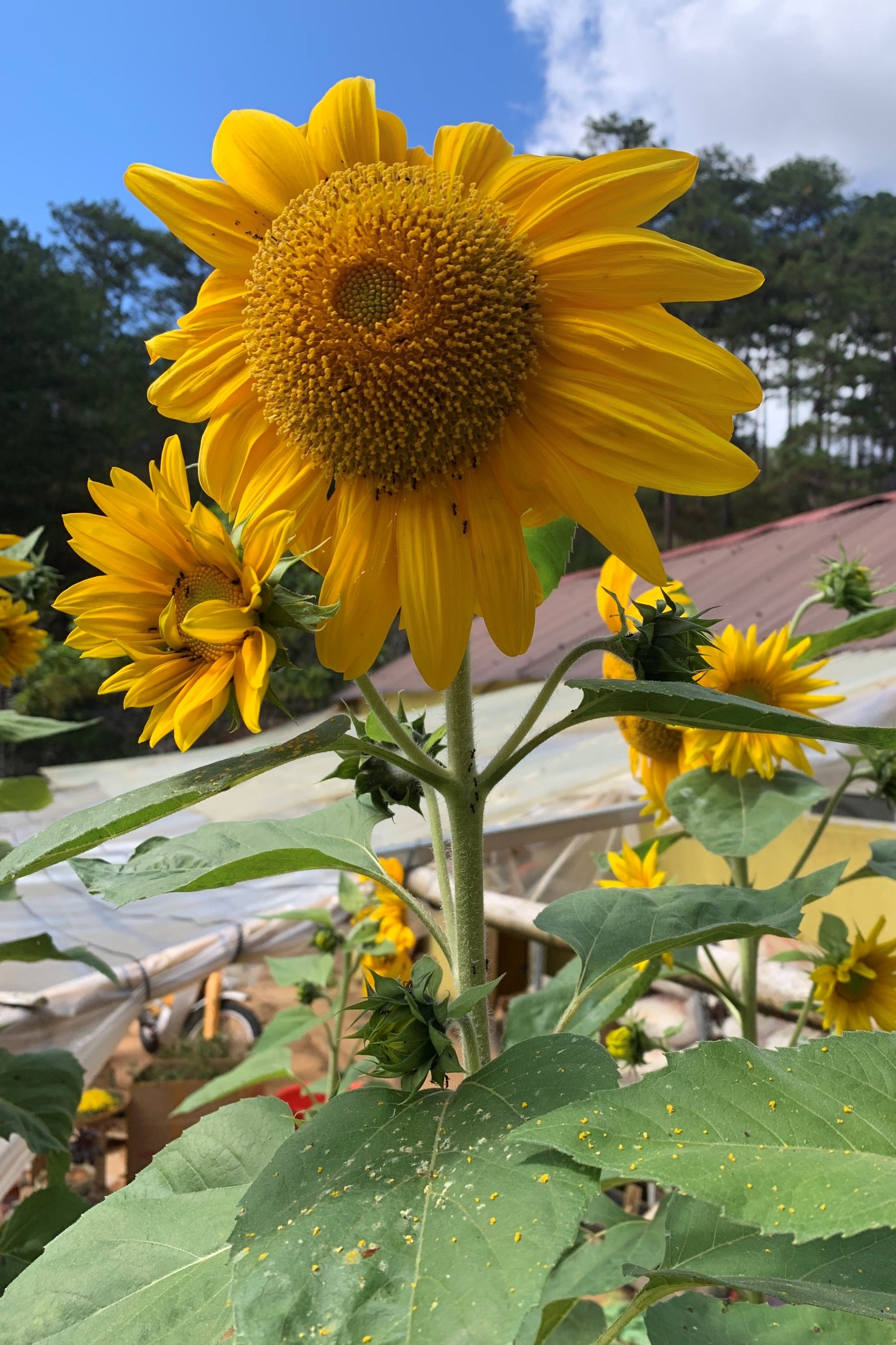 rời TP.HCM lên Đà Lạt ảnh 3 roi TP.HCM len Da Lat anh 3