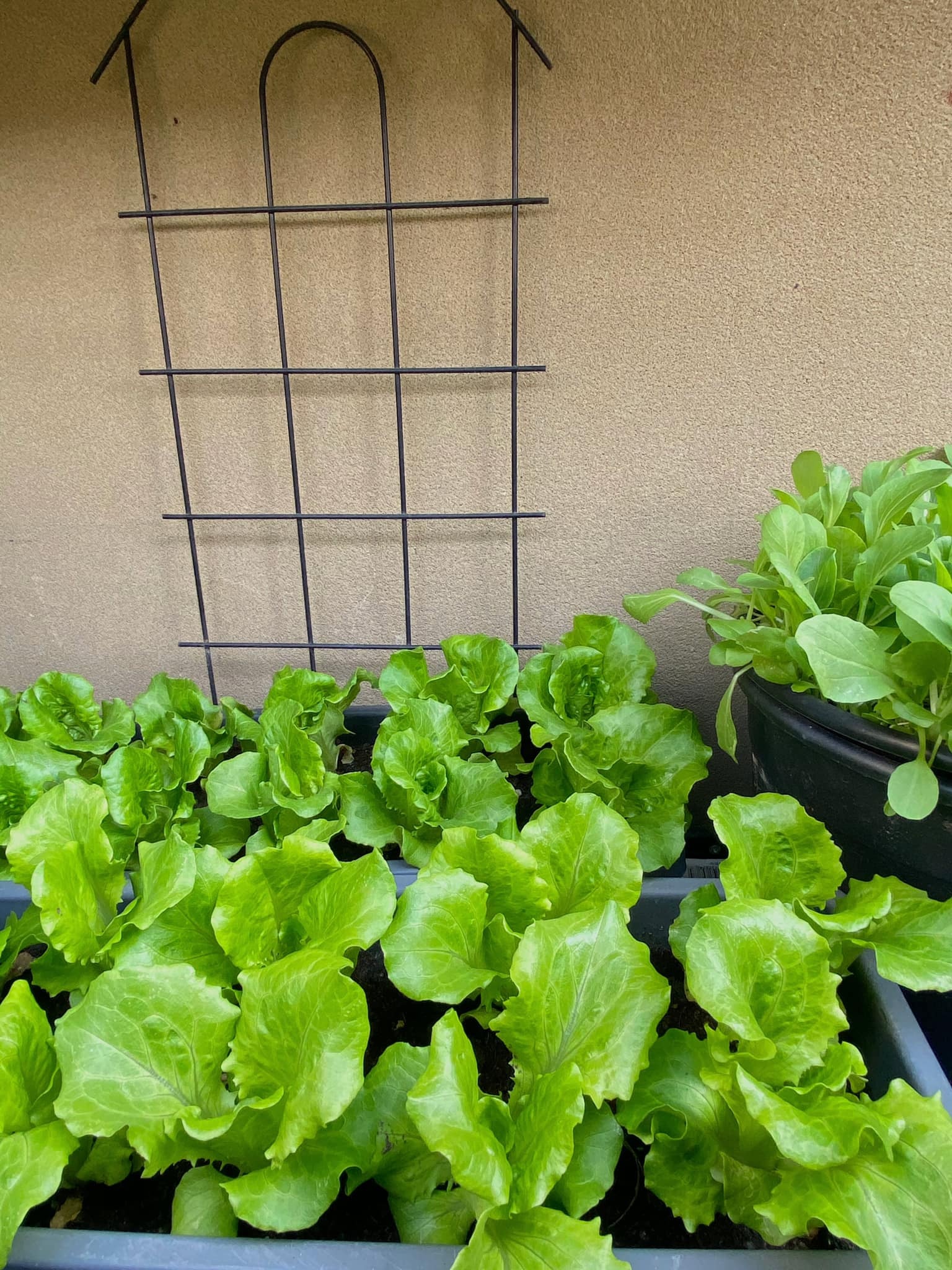 Người Trung Quốc sợ đẻ ảnh 3 Nguoi Trung Quoc so de anh 3