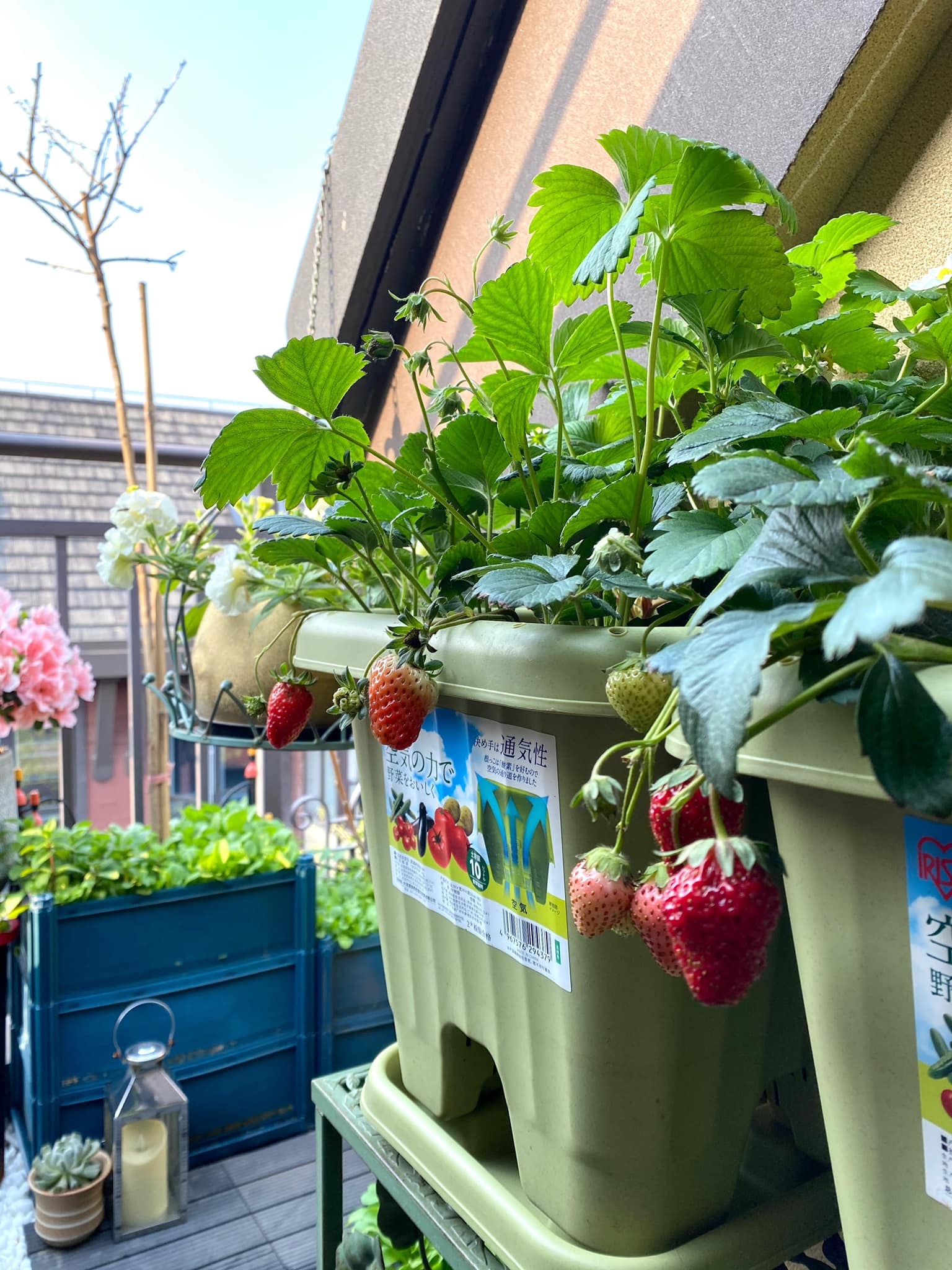 Người Trung Quốc sợ đẻ ảnh 4 Nguoi Trung Quoc so de anh 4