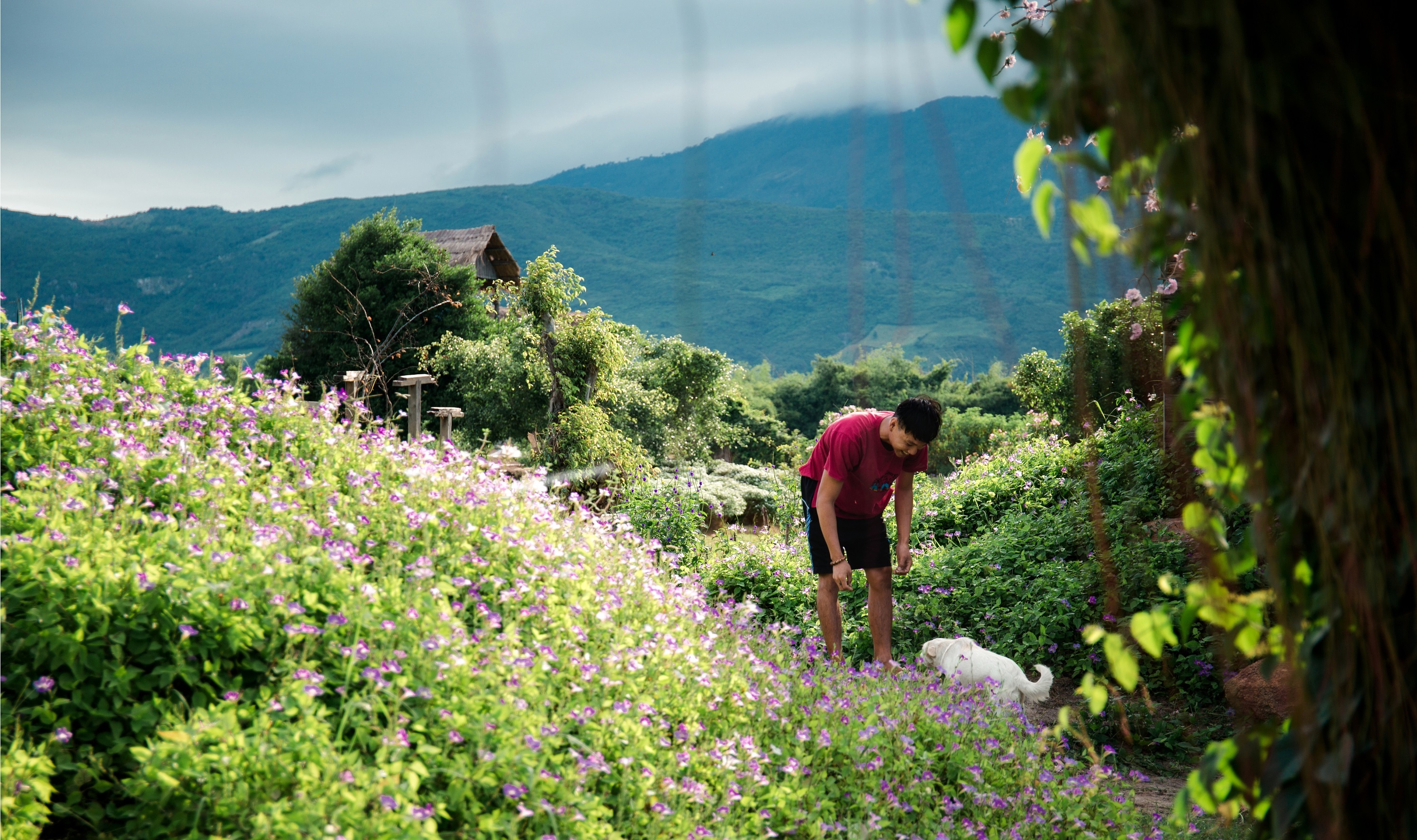 Bỏ phố về rừng ảnh 2 Bo pho ve rung anh 2