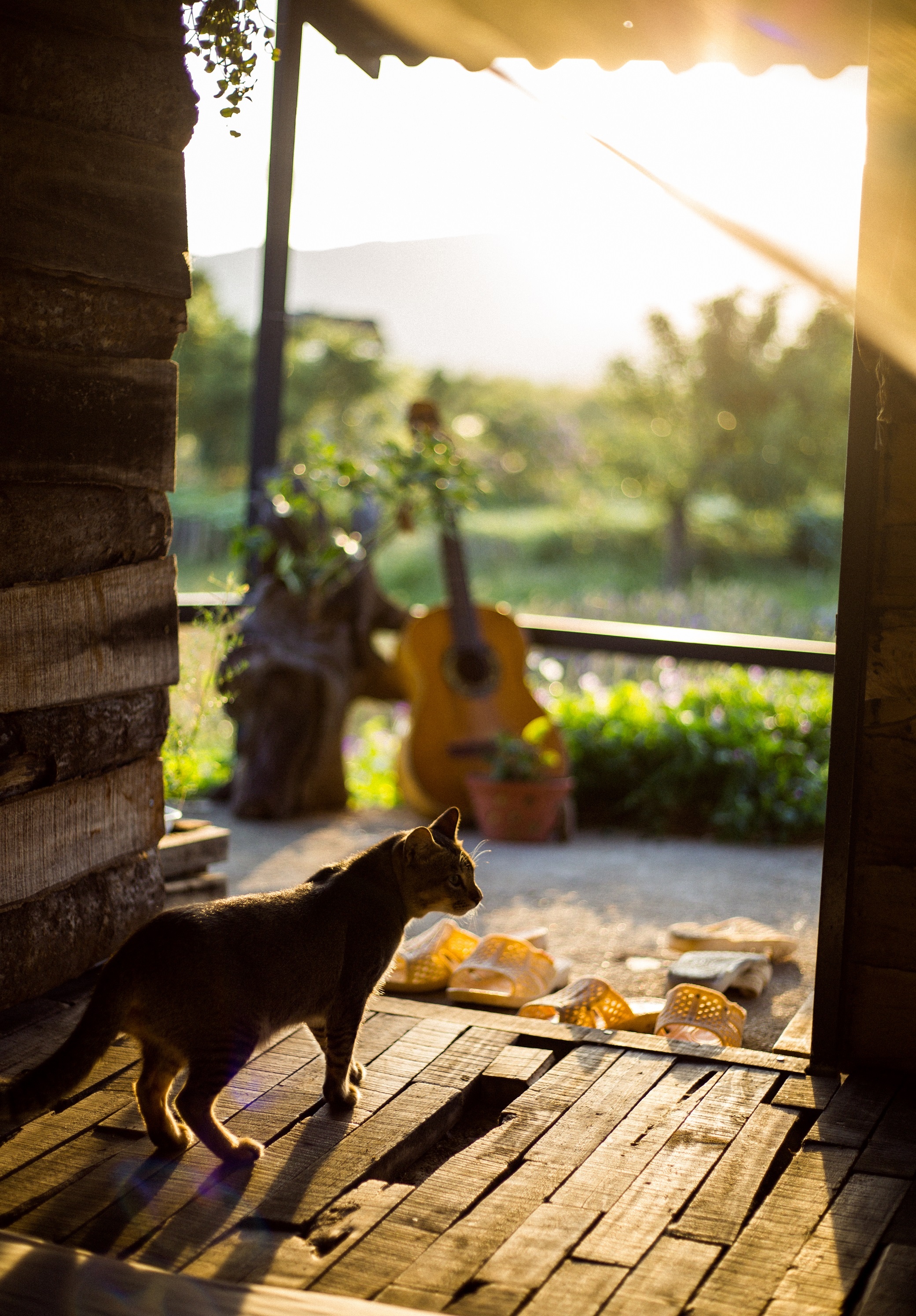 Bỏ phố về rừng ảnh 8 Bo pho ve rung anh 8