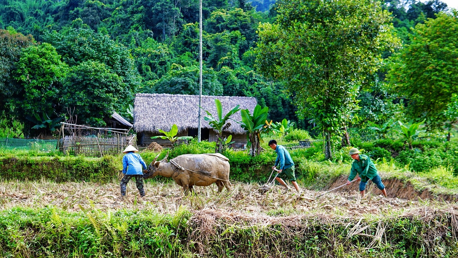 Bỏ phố về quê ảnh 3 Bo pho ve que anh 3