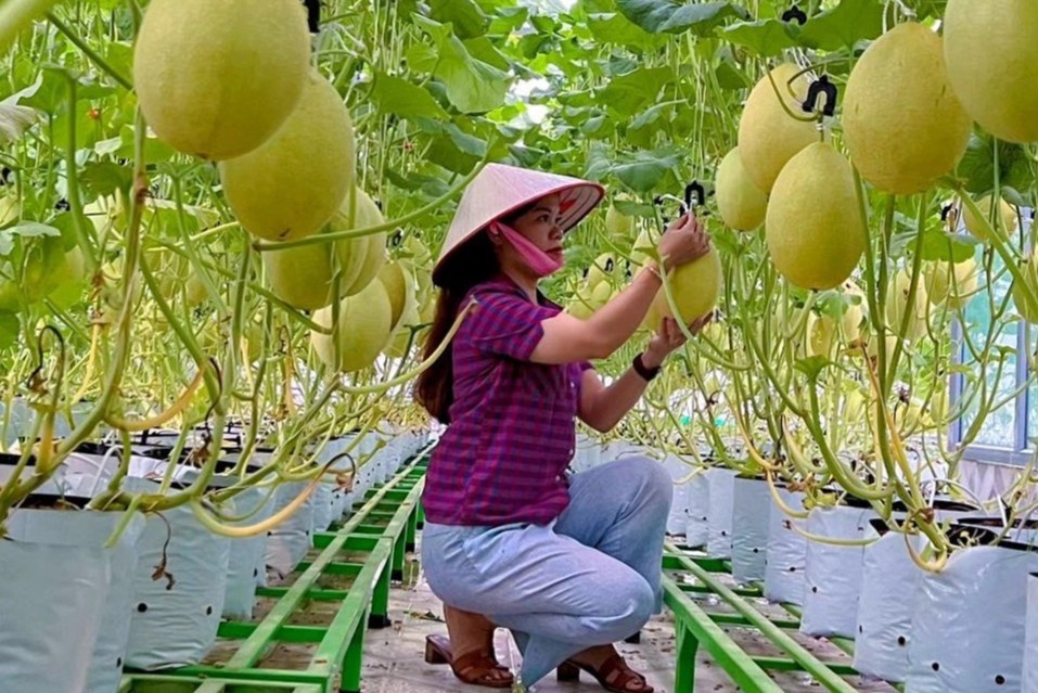 Vuon san thuong trong 400 goc dua luoi cua nu giam doc hinh anh