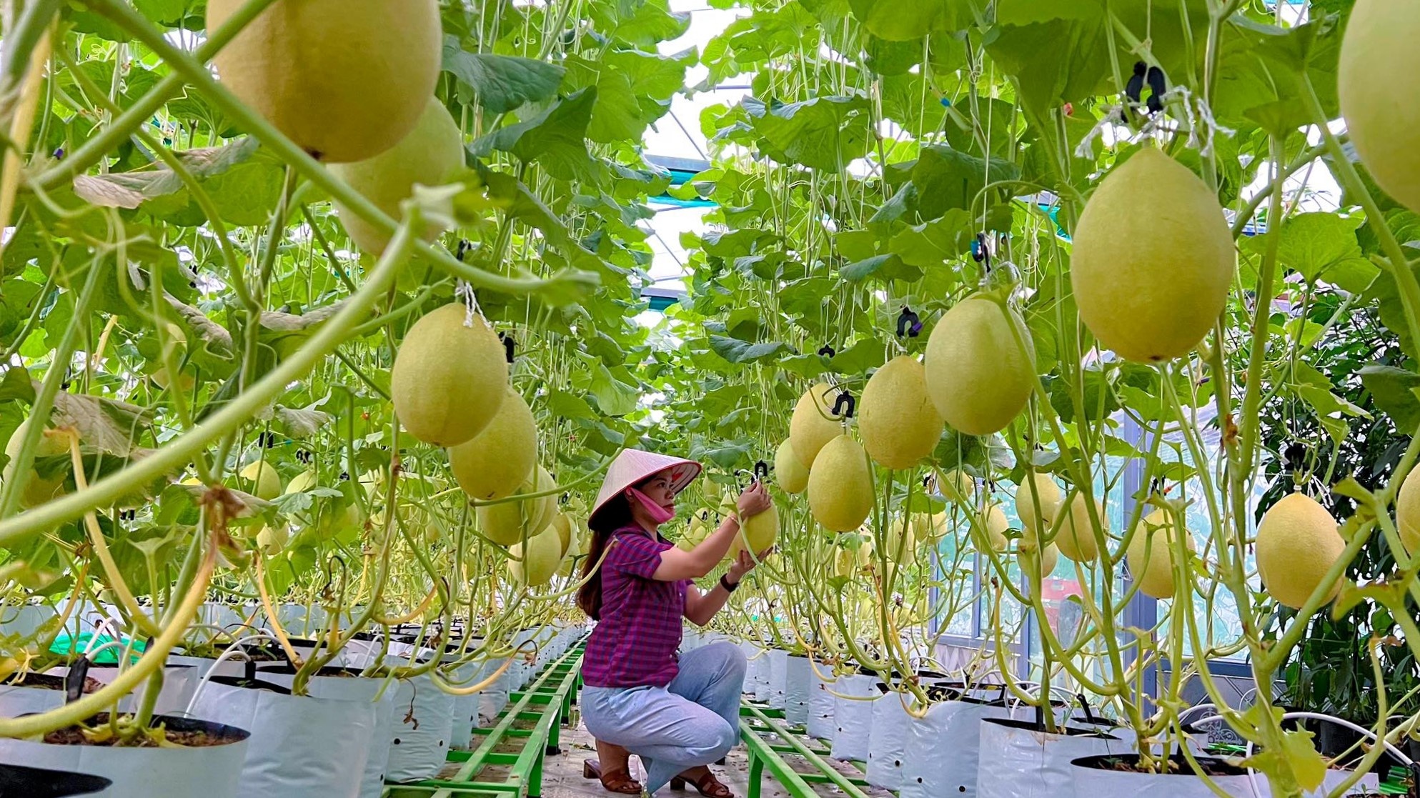 Vườn sân thượng ảnh 1 Vuon san thuong anh 1