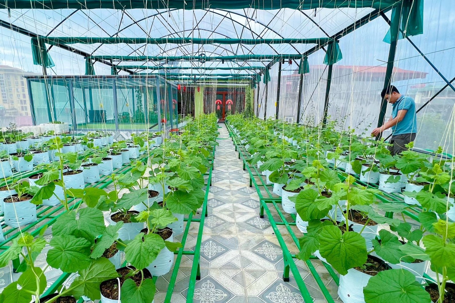 Vườn sân thượng ảnh 3 Vuon san thuong anh 3
