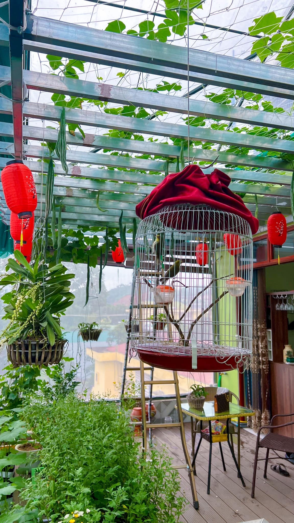 Vườn sân thượng ảnh 10 Vuon san thuong anh 10