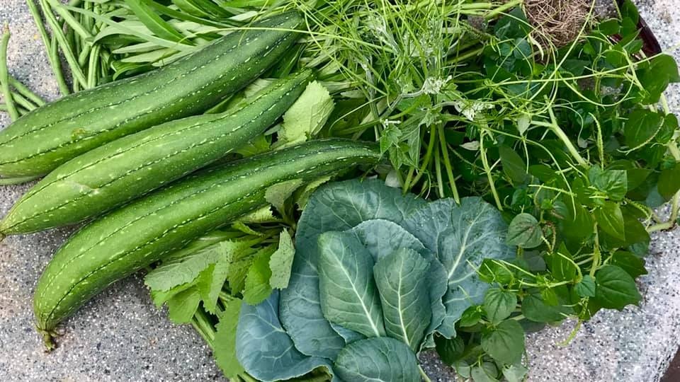 Bỏ phố về quê ảnh 11 Bo pho ve que anh 11