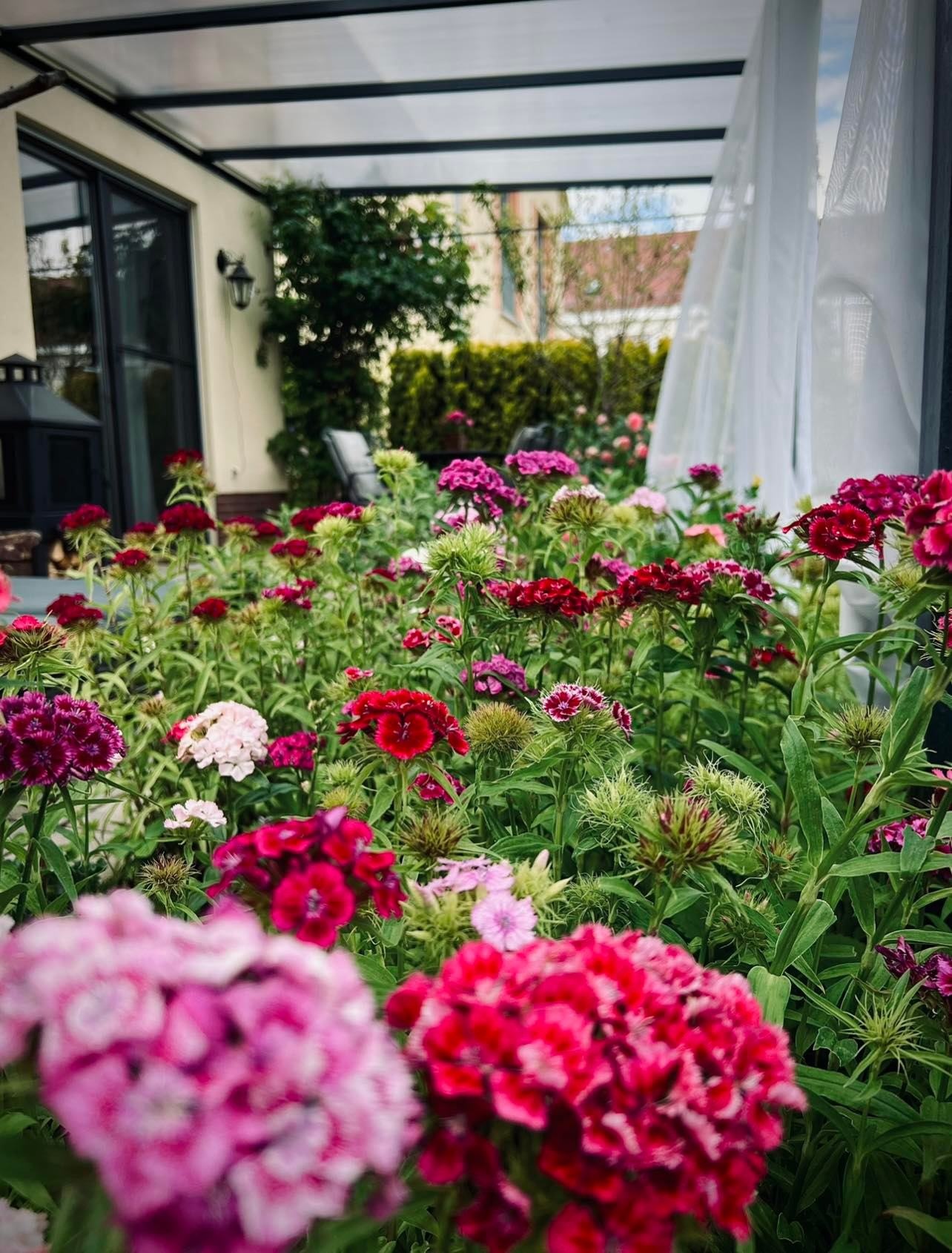 Trồng vườn ngập cây trái ảnh 6 Trong vuon ngap cay trai anh 6