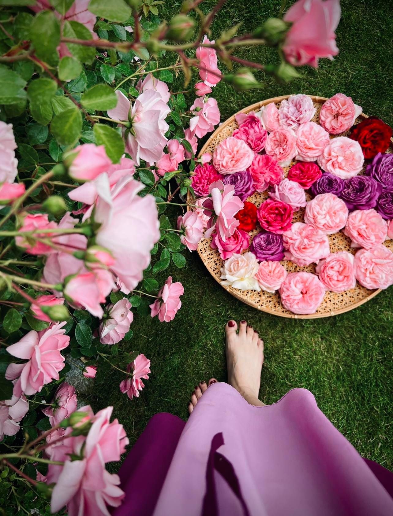 Trồng vườn ngập cây trái ảnh 8 Trong vuon ngap cay trai anh 8