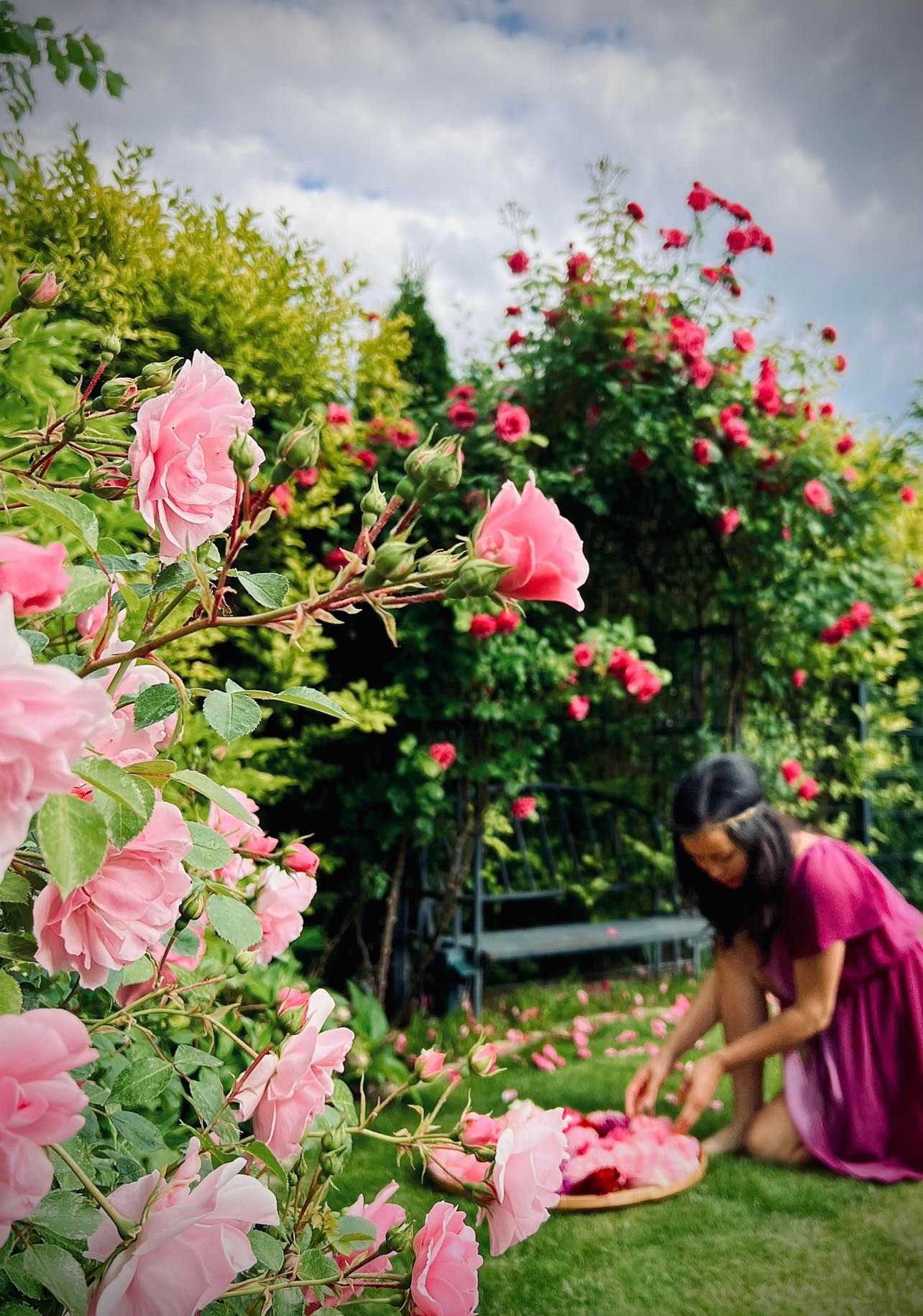 Trồng vườn ngập cây trái ảnh 12 Trong vuon ngap cay trai anh 12