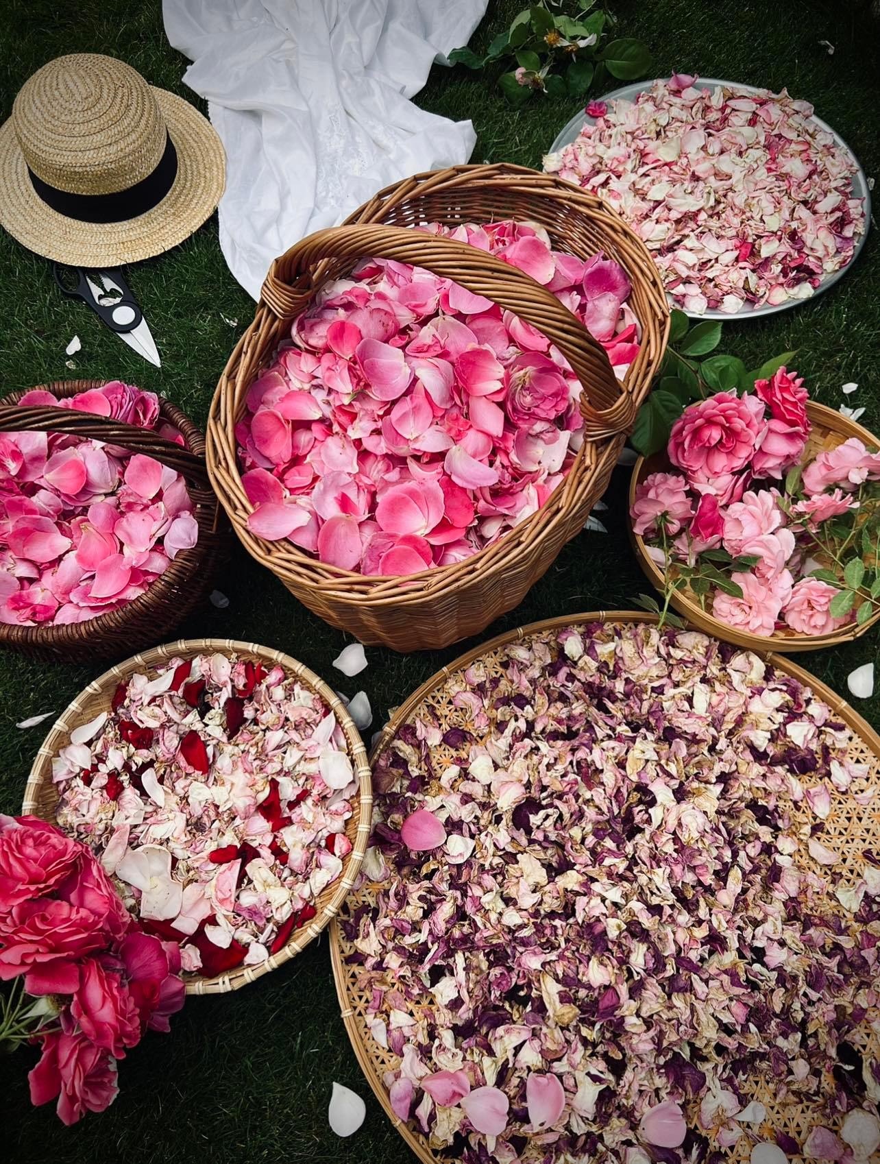 Trồng vườn ngập cây trái ảnh 11 Trong vuon ngap cay trai anh 11