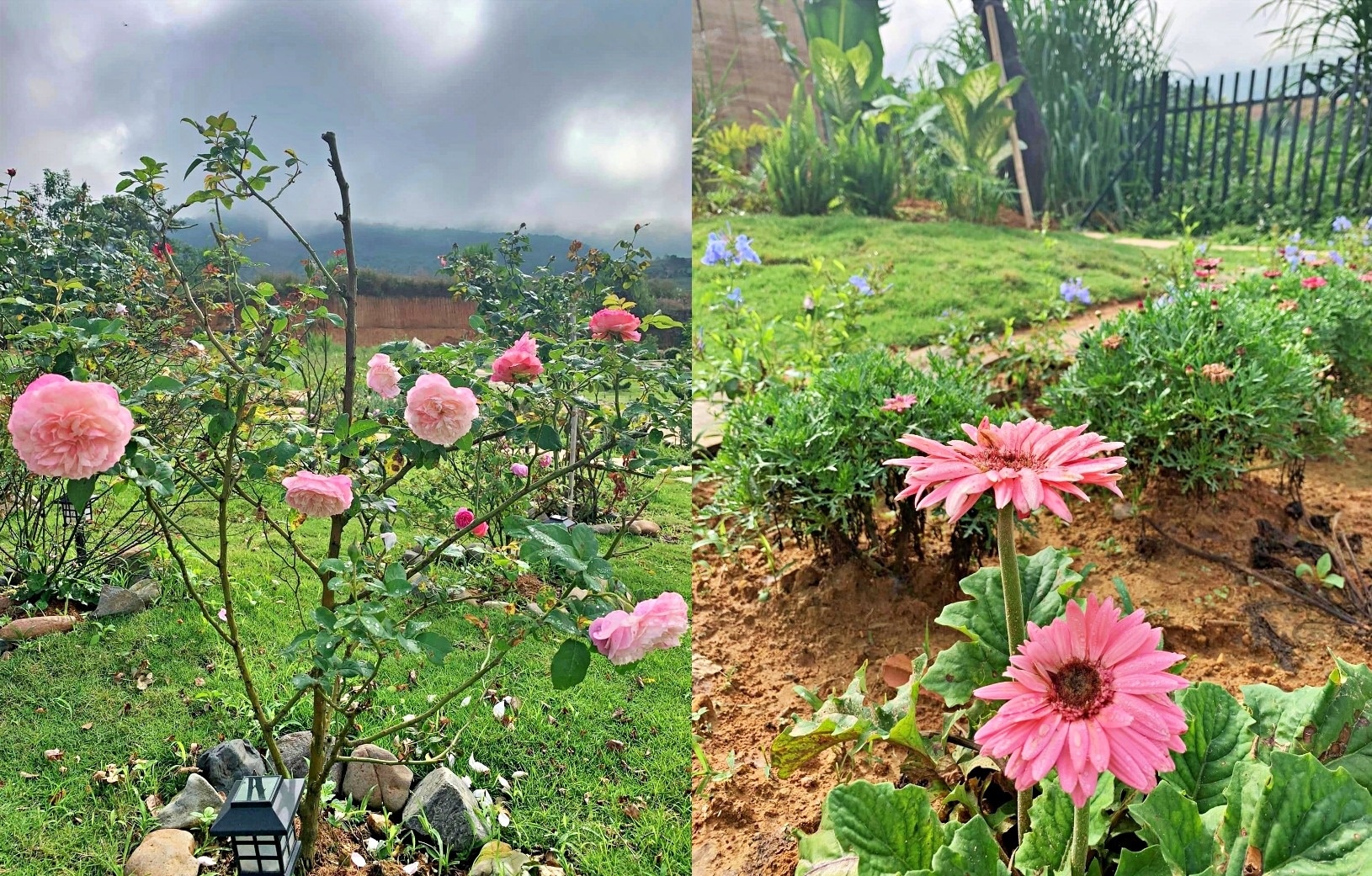 Vo Viet ru chong Duc ve Da Lat song, xay nha tren dat rong 3.000 m2 hinh anh