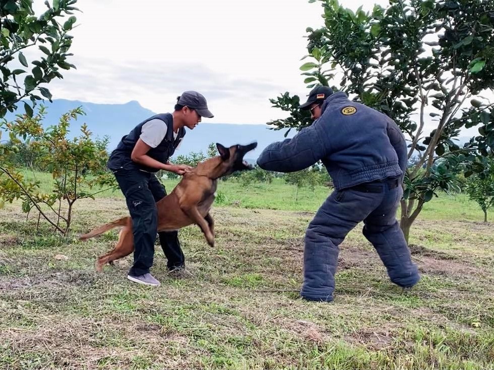 Nghề huấn luyện chó ảnh 7 Nghe huan luyen cho anh 7