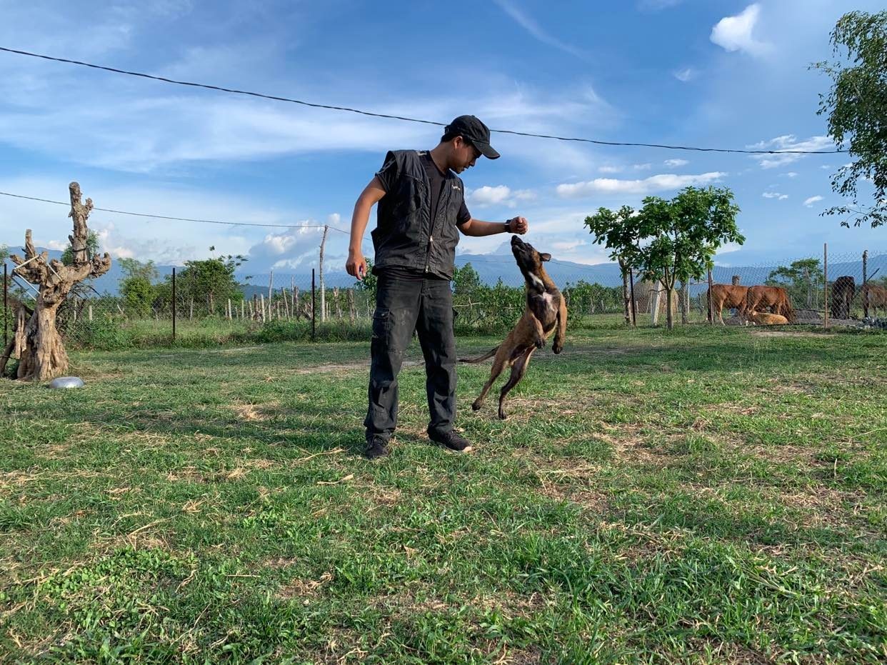 Nghề huấn luyện chó ảnh 6 Nghe huan luyen cho anh 6