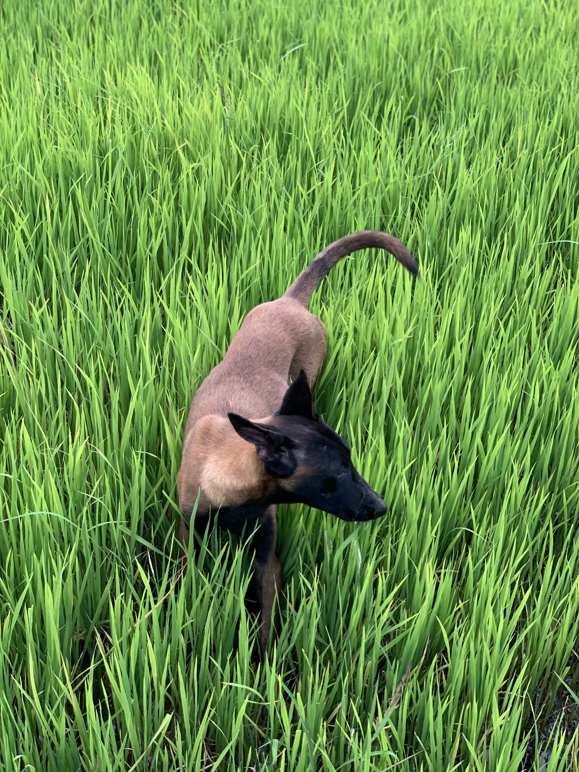 Nghề huấn luyện chó ảnh 4 Nghe huan luyen cho anh 4