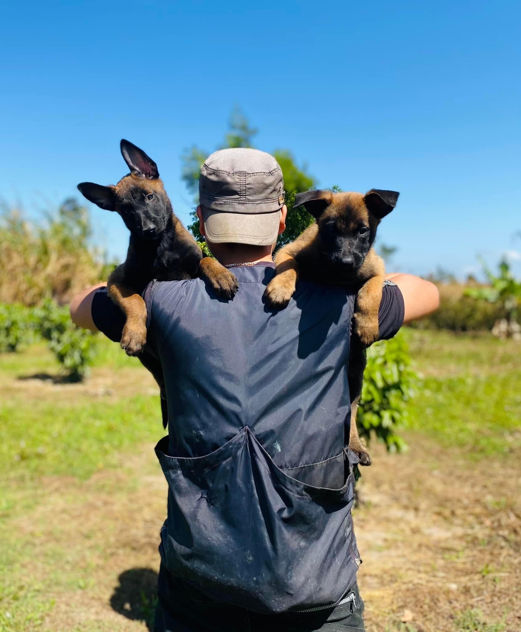 Nghề huấn luyện chó ảnh 5 Nghe huan luyen cho anh 5