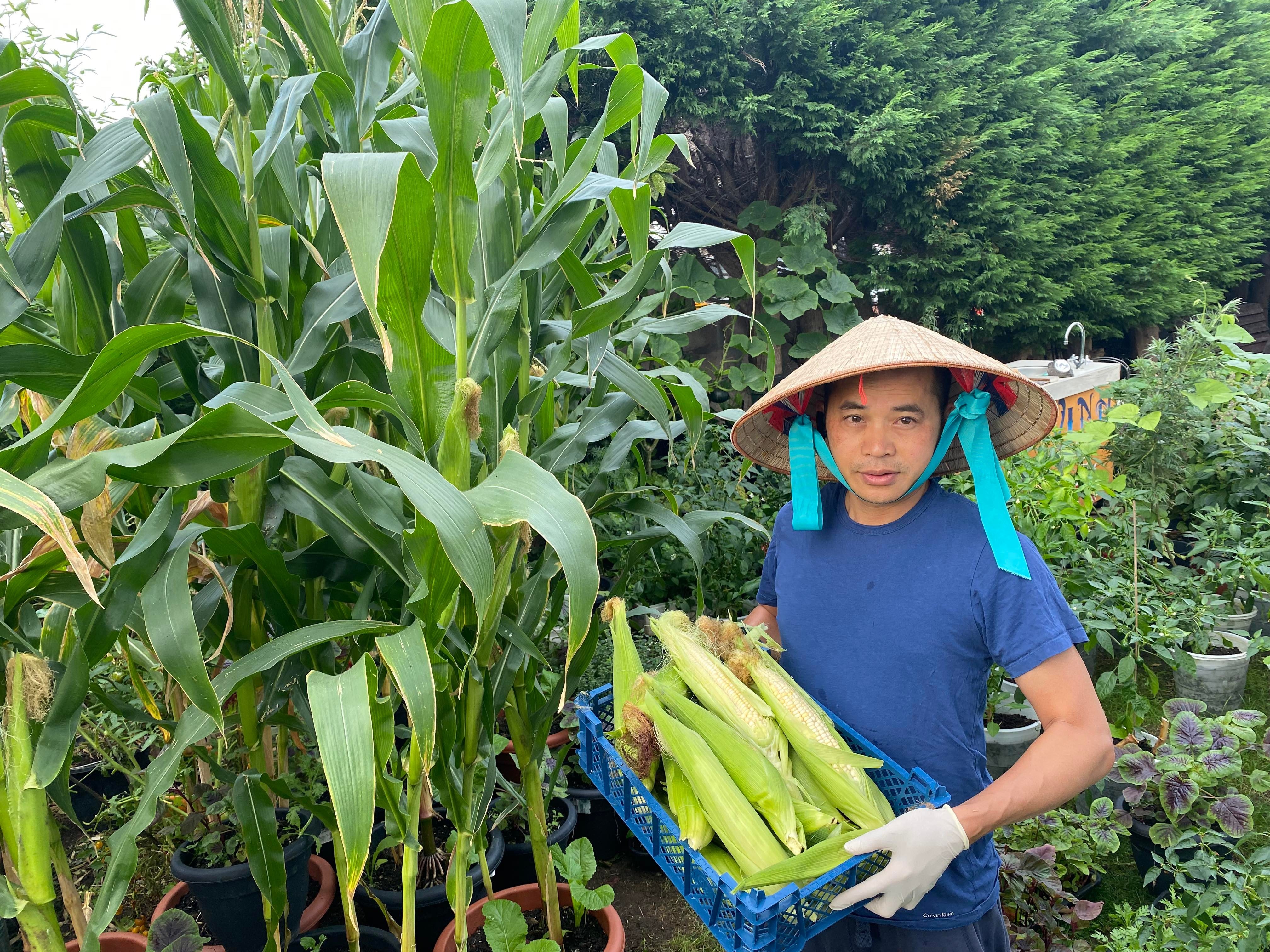 Vườn rau Việt ở Anh ảnh 4 Vuon rau Viet o Anh anh 4