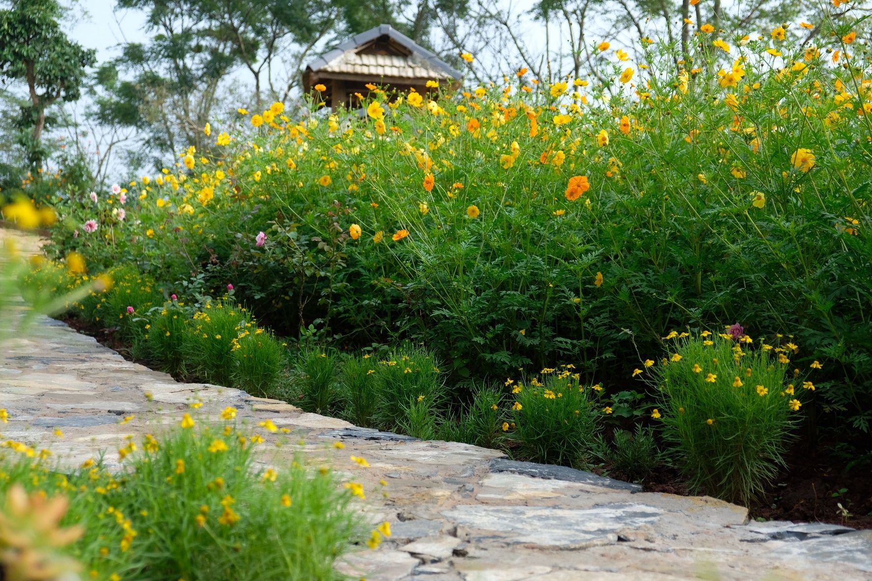 Bỏ phố về rừng ảnh 8 Bo pho ve rung anh 8