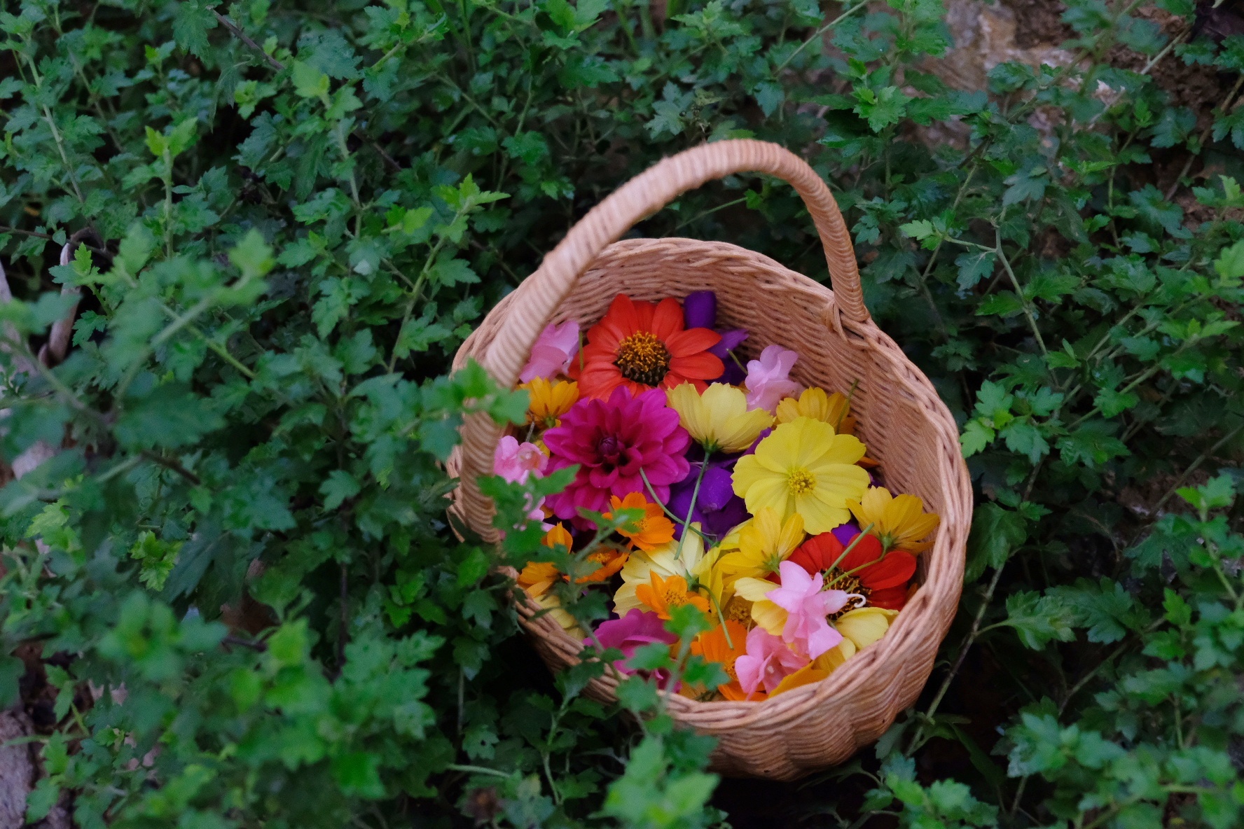 Bỏ phố về rừng ảnh 9 Bo pho ve rung anh 9