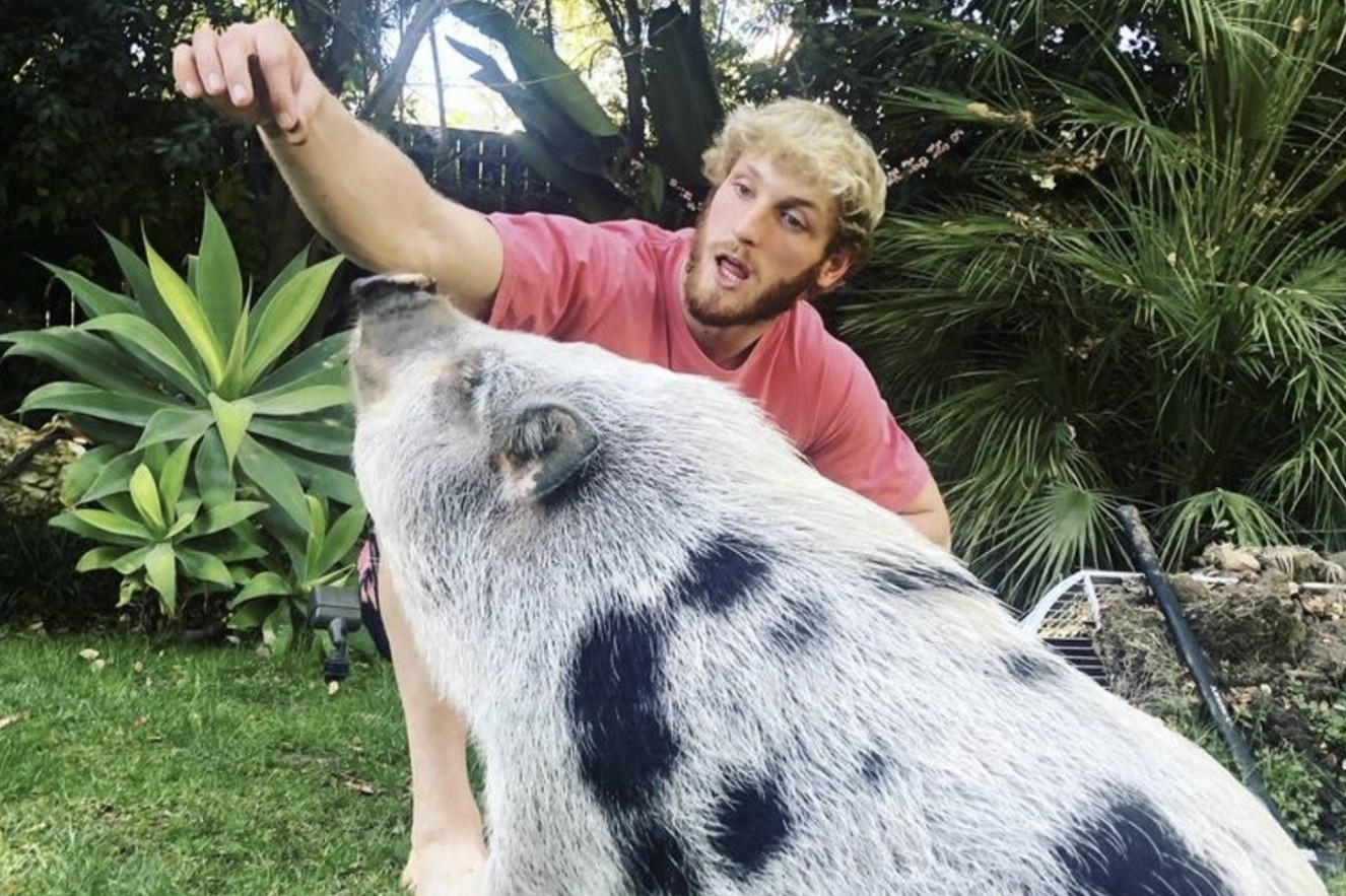 Vlogger tai tieng bi to bo roi thu cung hinh anh