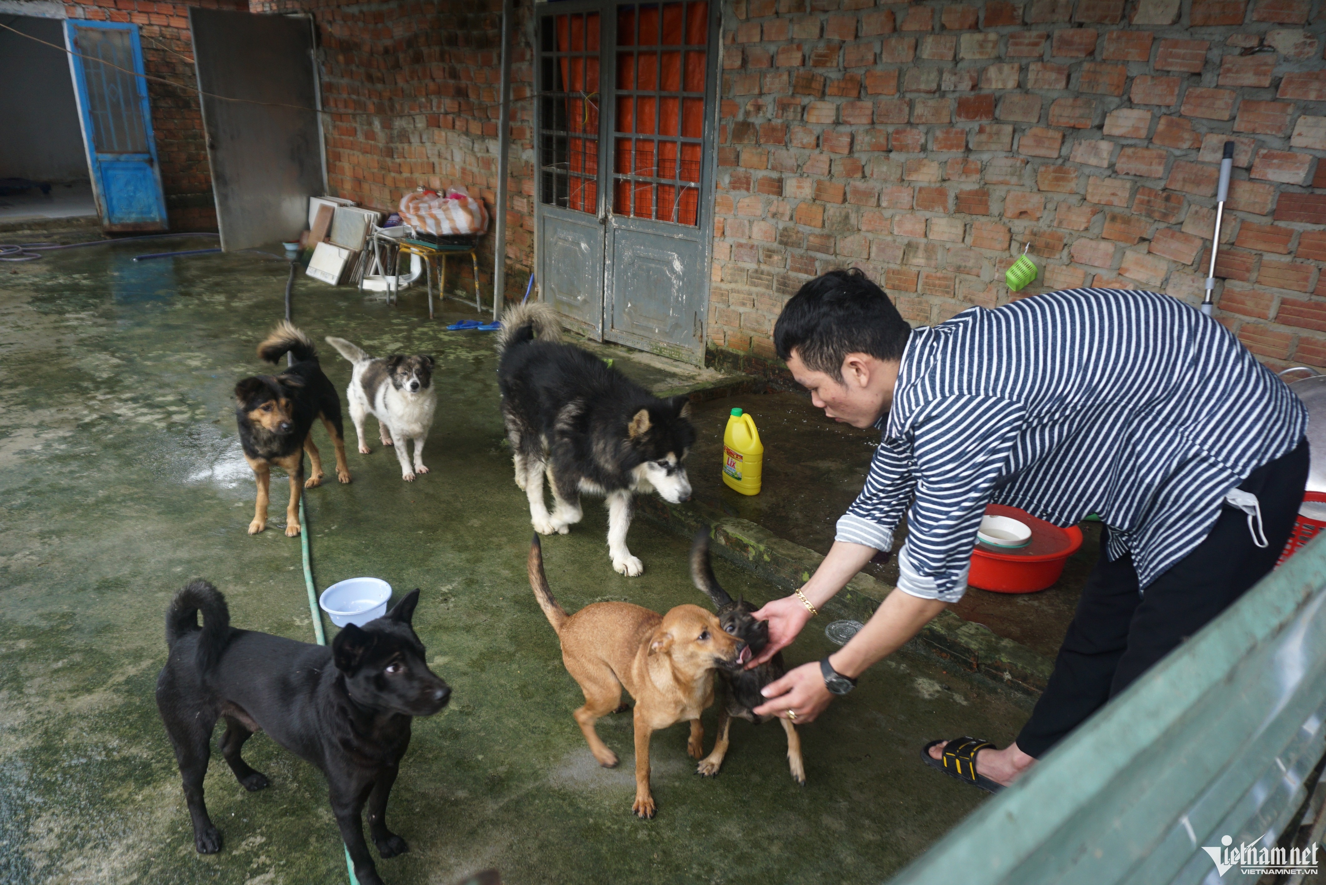 cuu ho cho meo anh 2