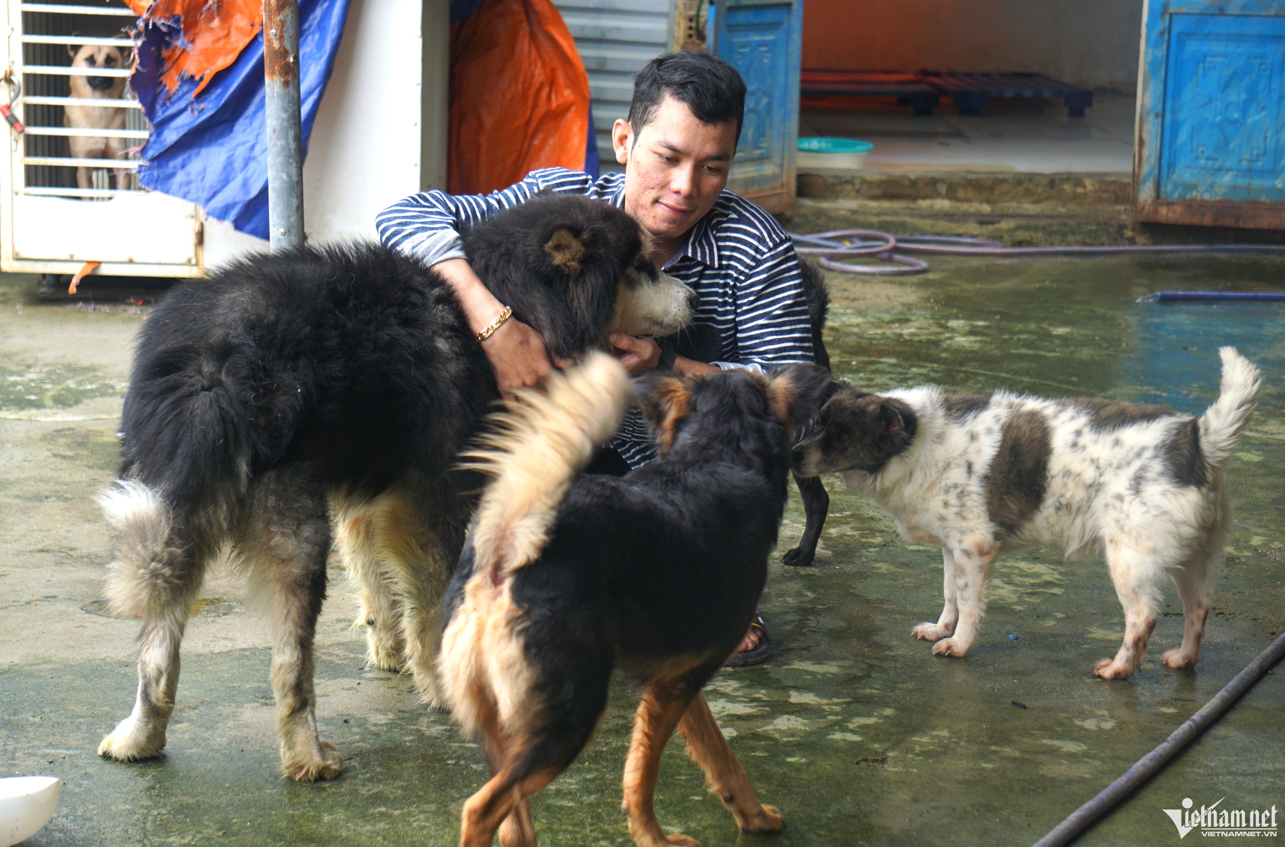 cuu ho cho meo anh 1