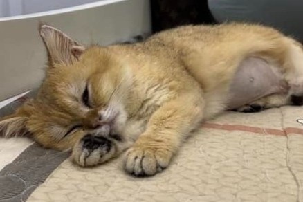 Chu chu meo bi giam dap mung 2 Tet: ‘Meo con song, dang tien trien’ hinh anh