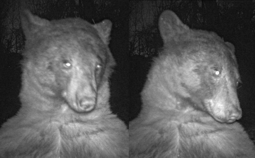 Con gau bat ngo noi tieng vi ‘thich selfie’ hinh anh