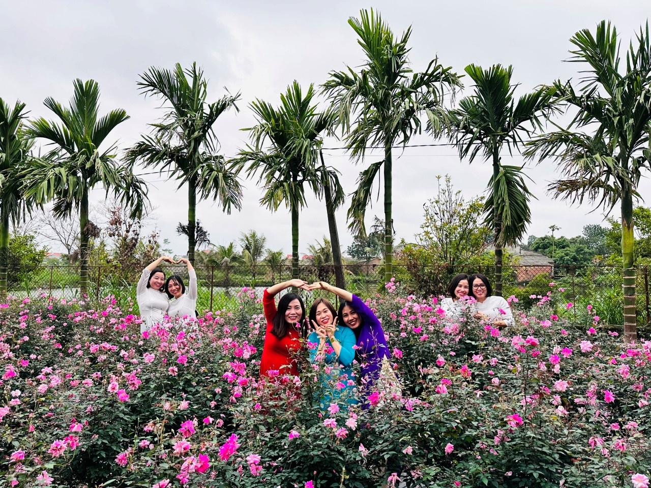Cách trồng hoa hồng ảnh 4 Cach trong hoa hong anh 4