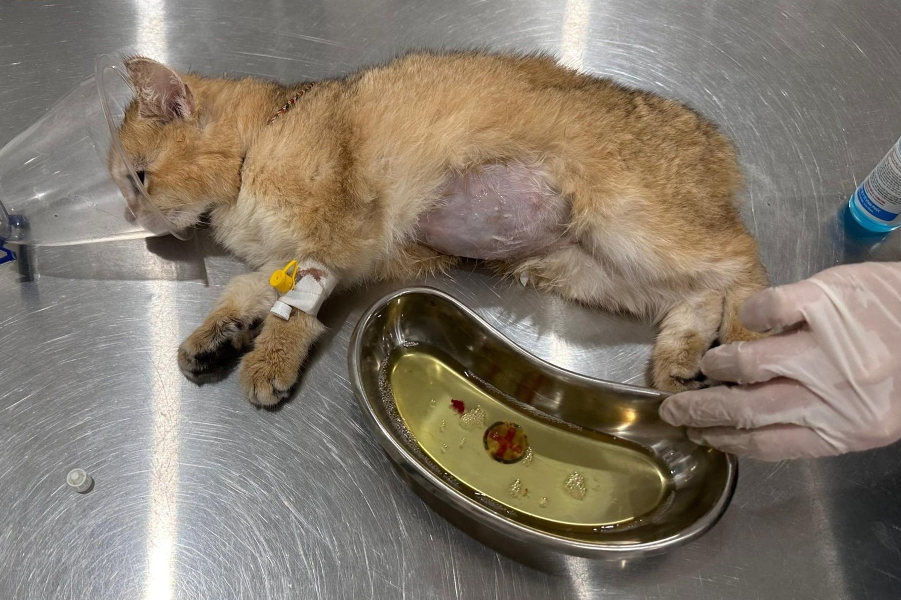 Meo bi giam dap anh 1