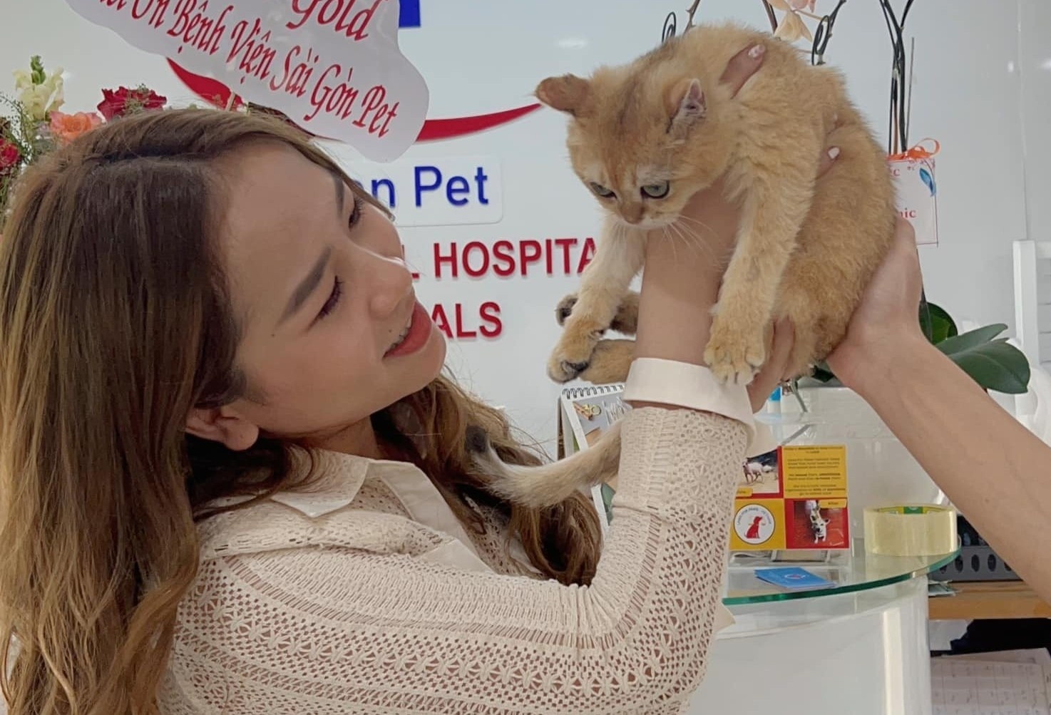 Meo Golden bi tre nho giam dap mung 2 Tet da hoi phuc hinh anh