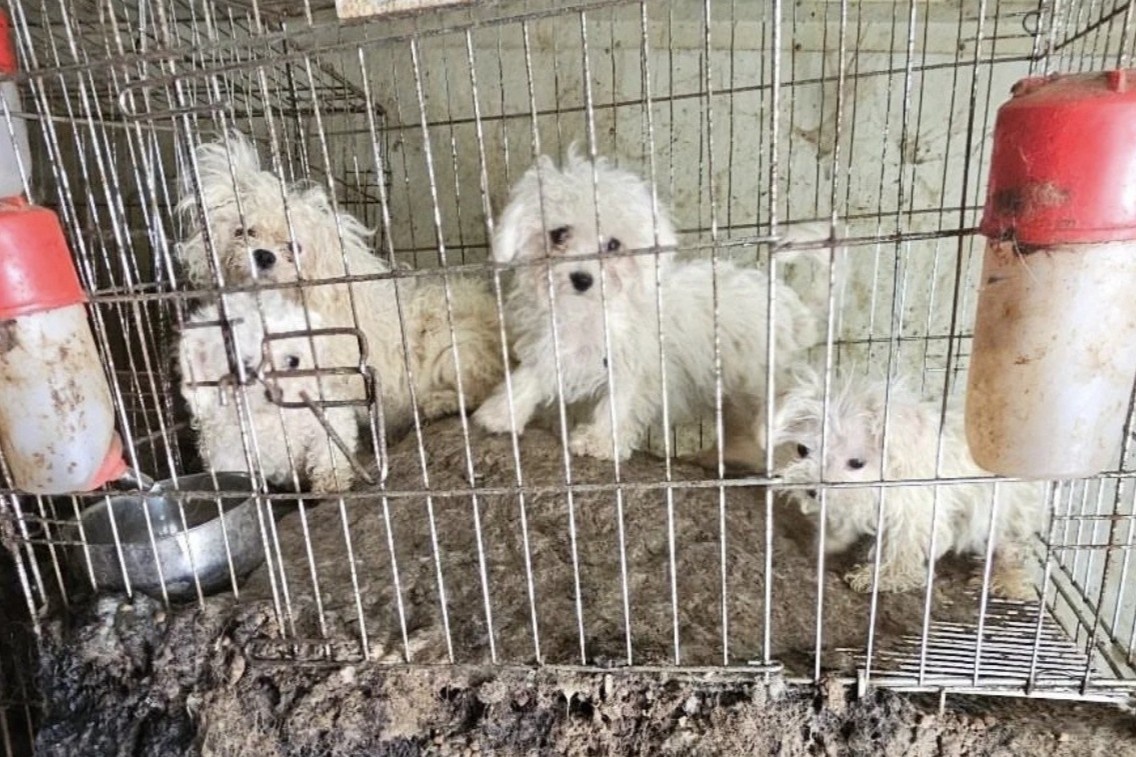 Su ac doc ben trong trai nhan giong cho o Han Quoc hinh anh