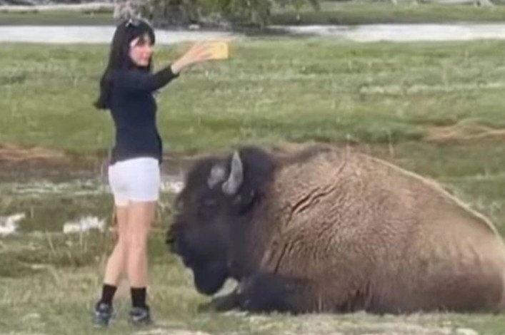 Nu du khach coi thuong su an toan khi co selfie voi bo rung o My hinh anh