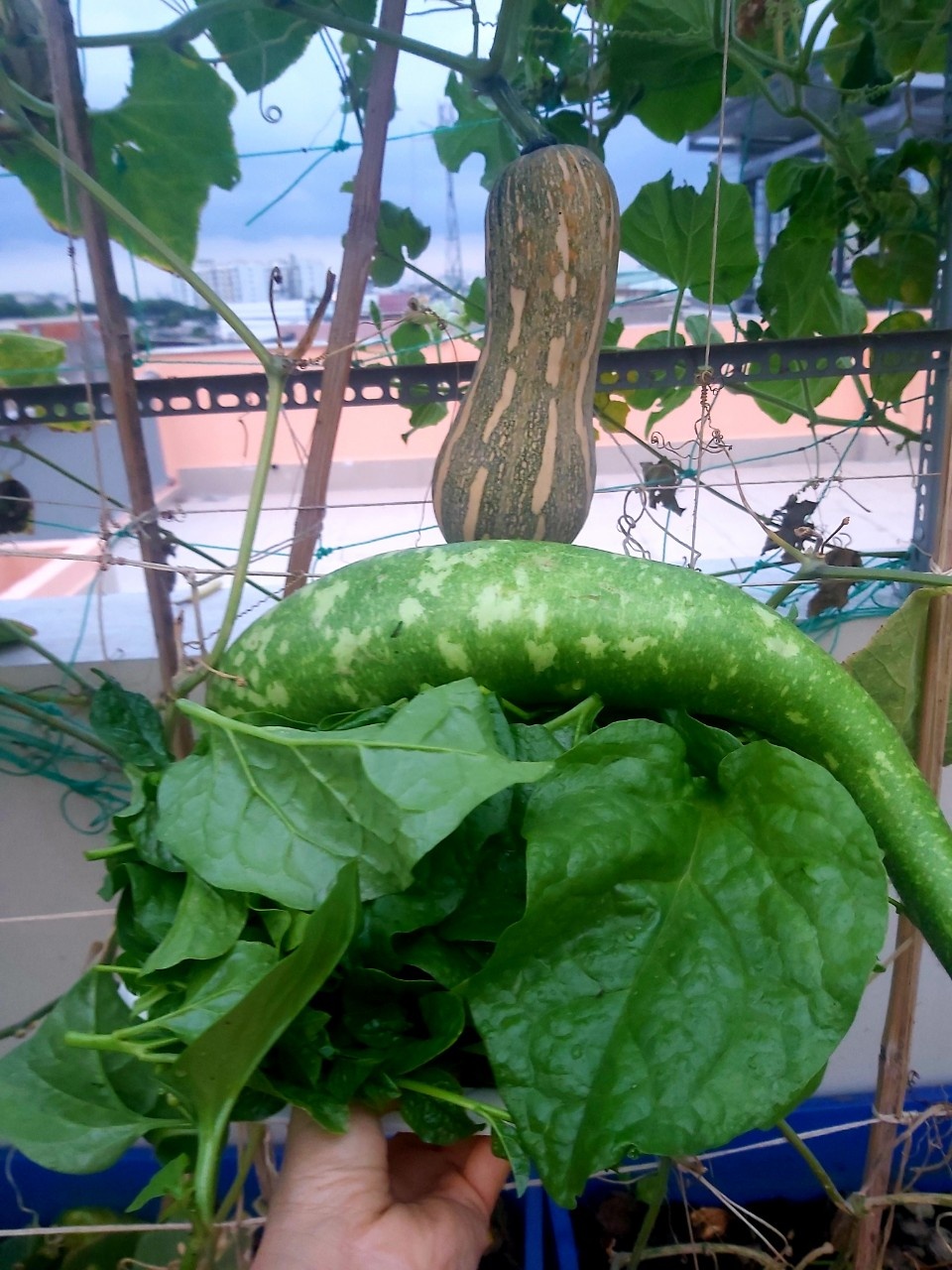 Vuon san thuong anh 4