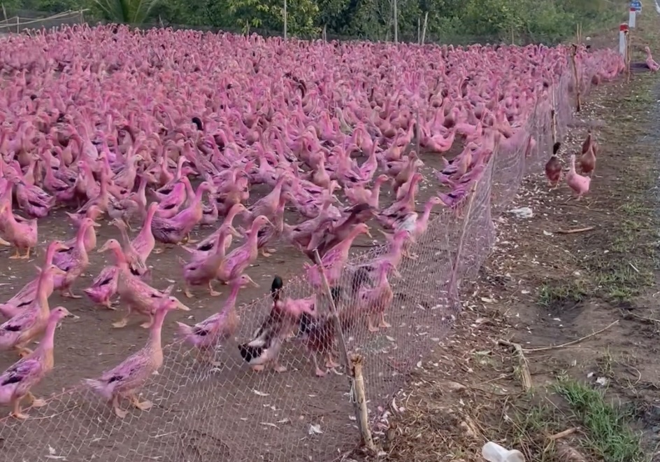 Dan vit hong 'doc la' o Dong Thap hinh anh