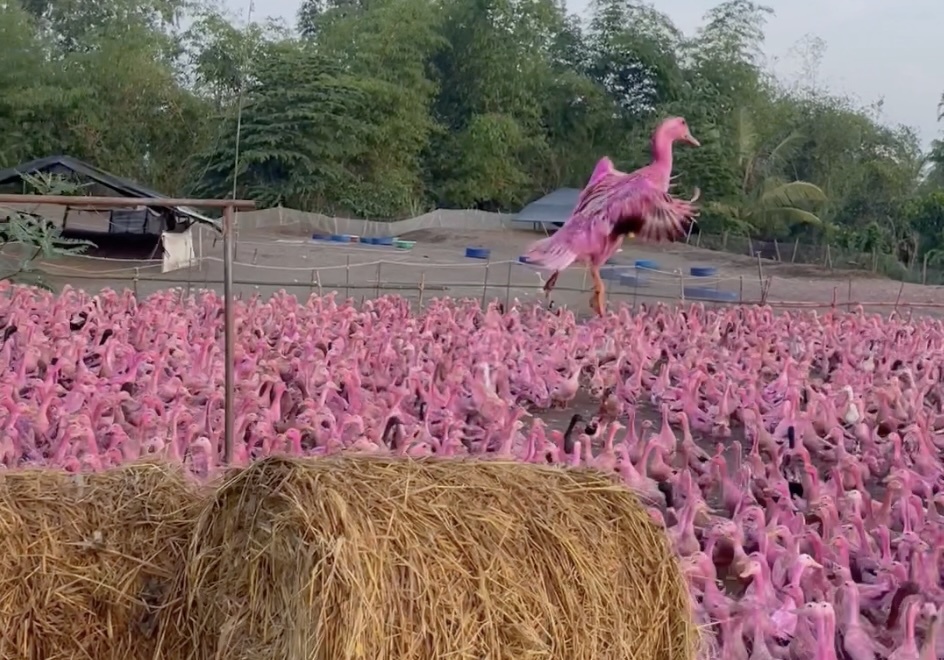 Dan vit nghin con mau hong o mien Tay gay sot MXH hinh anh